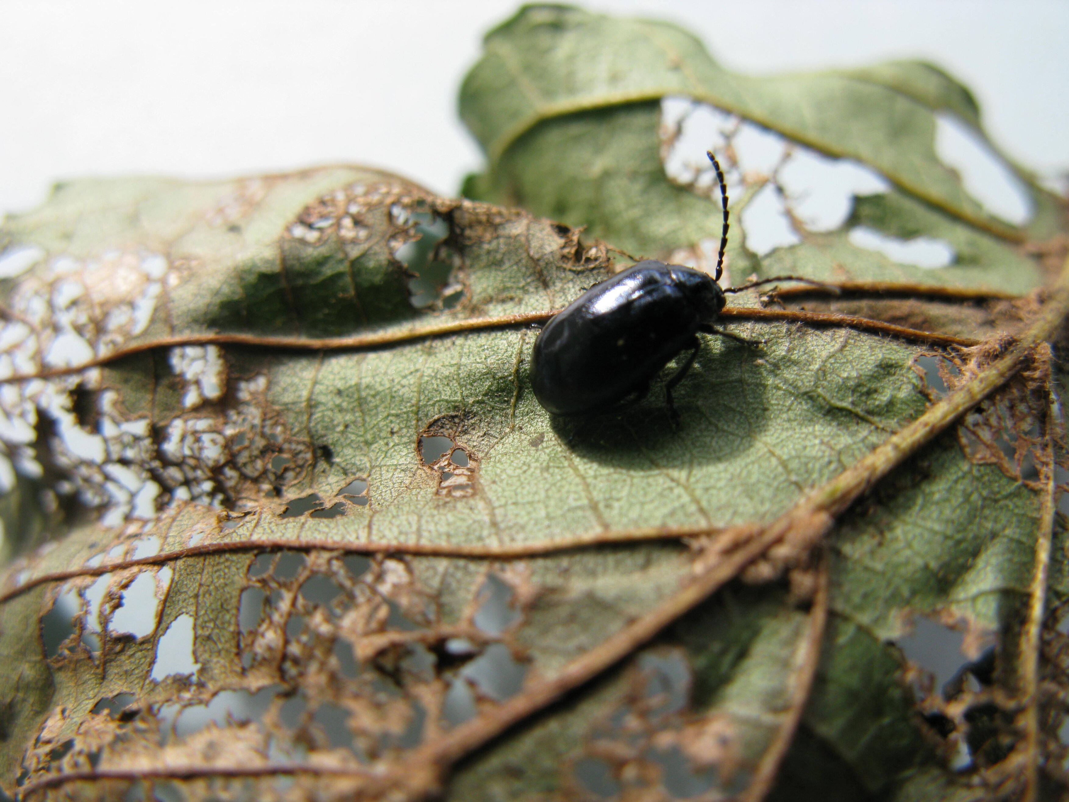 Blue alder leaf beetle (RHS/Andrew Halstead/PA)