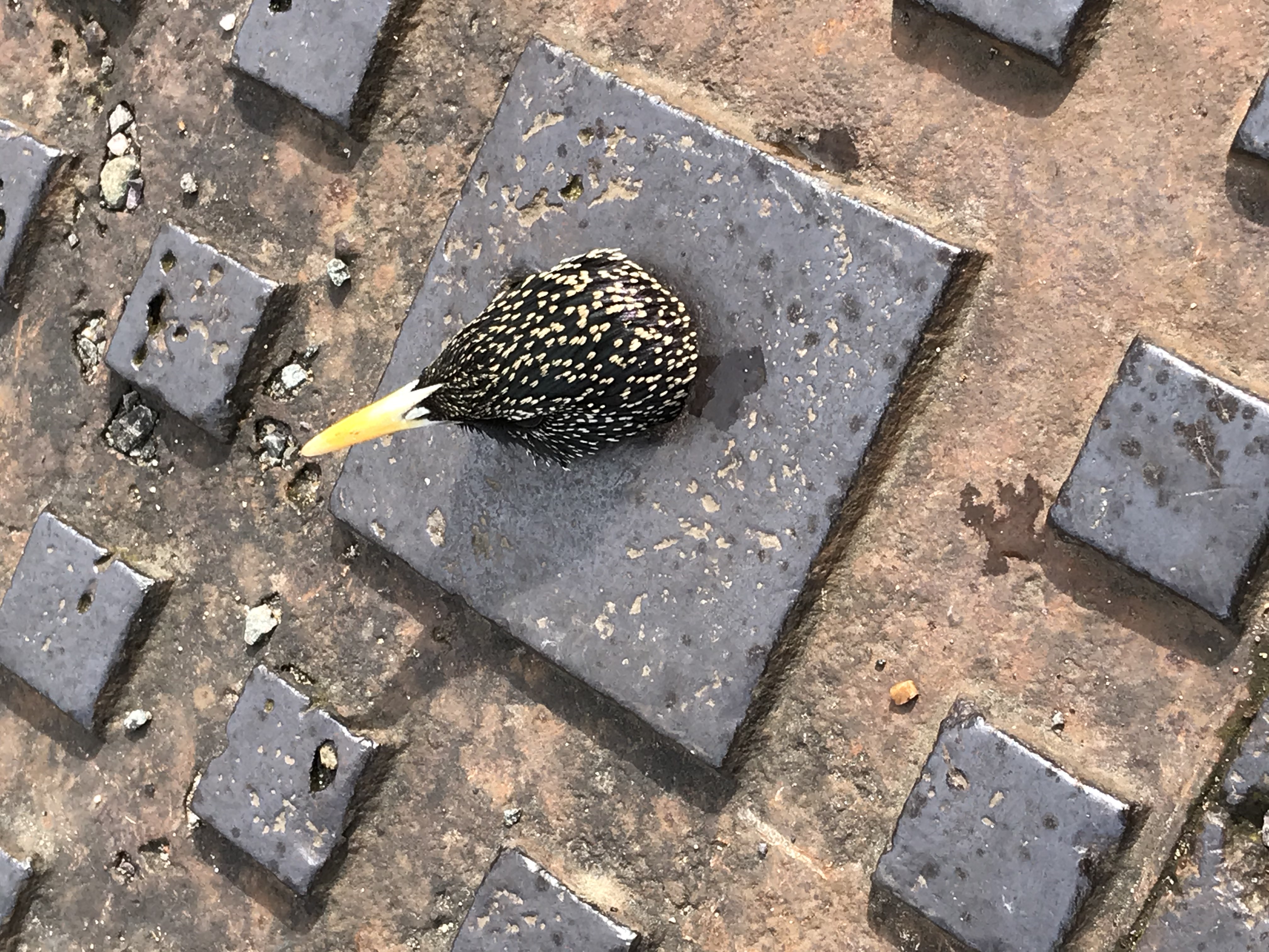 A starling stuck in a drain