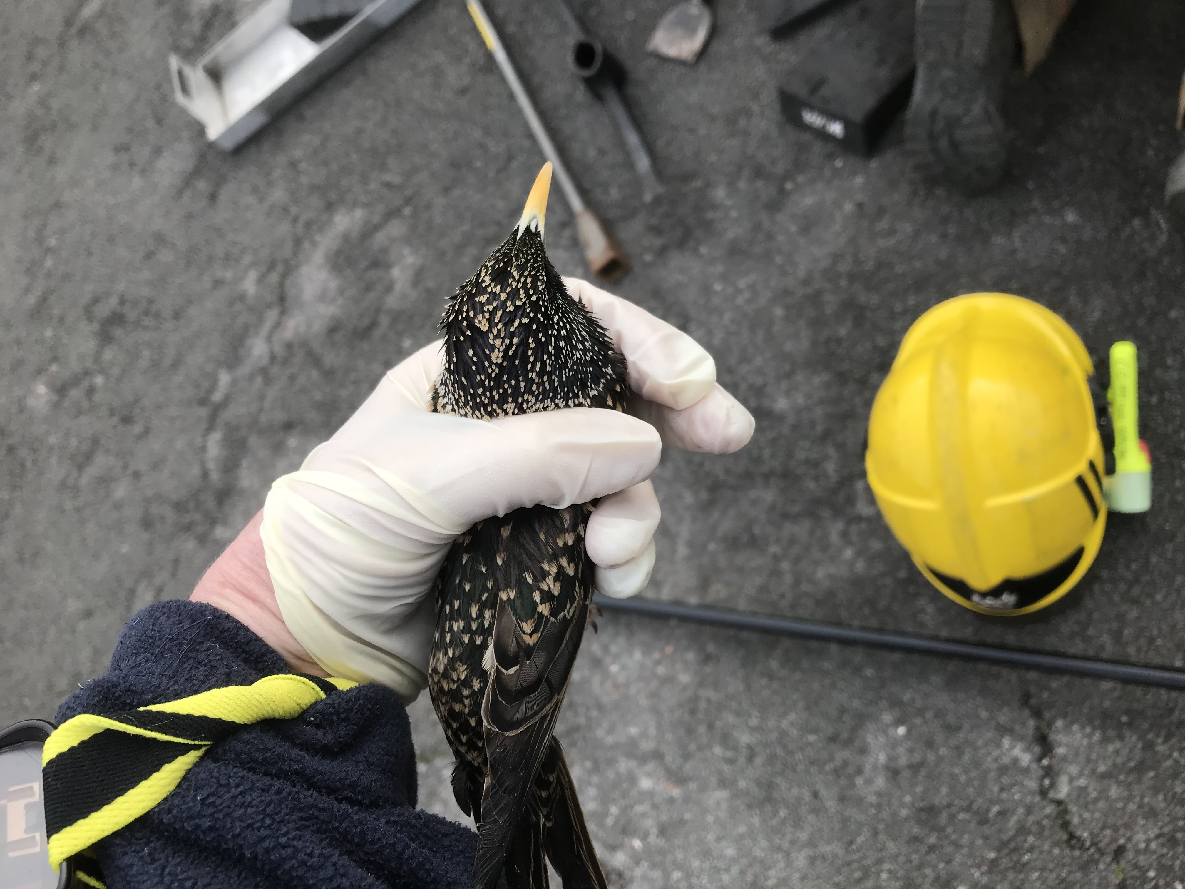 A starling rescued from a drain