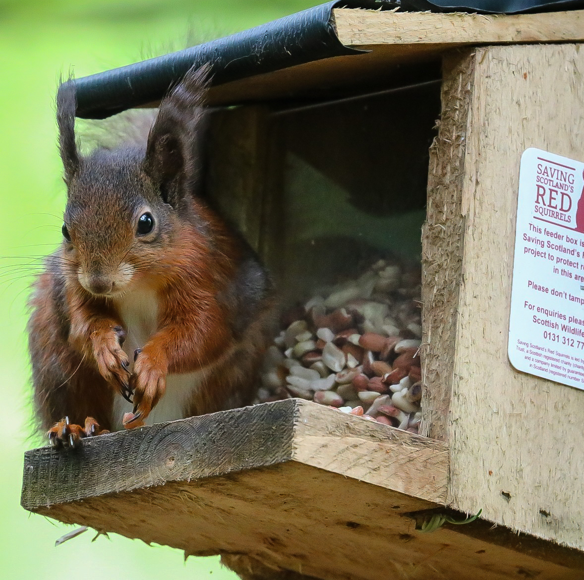 Red squirrel