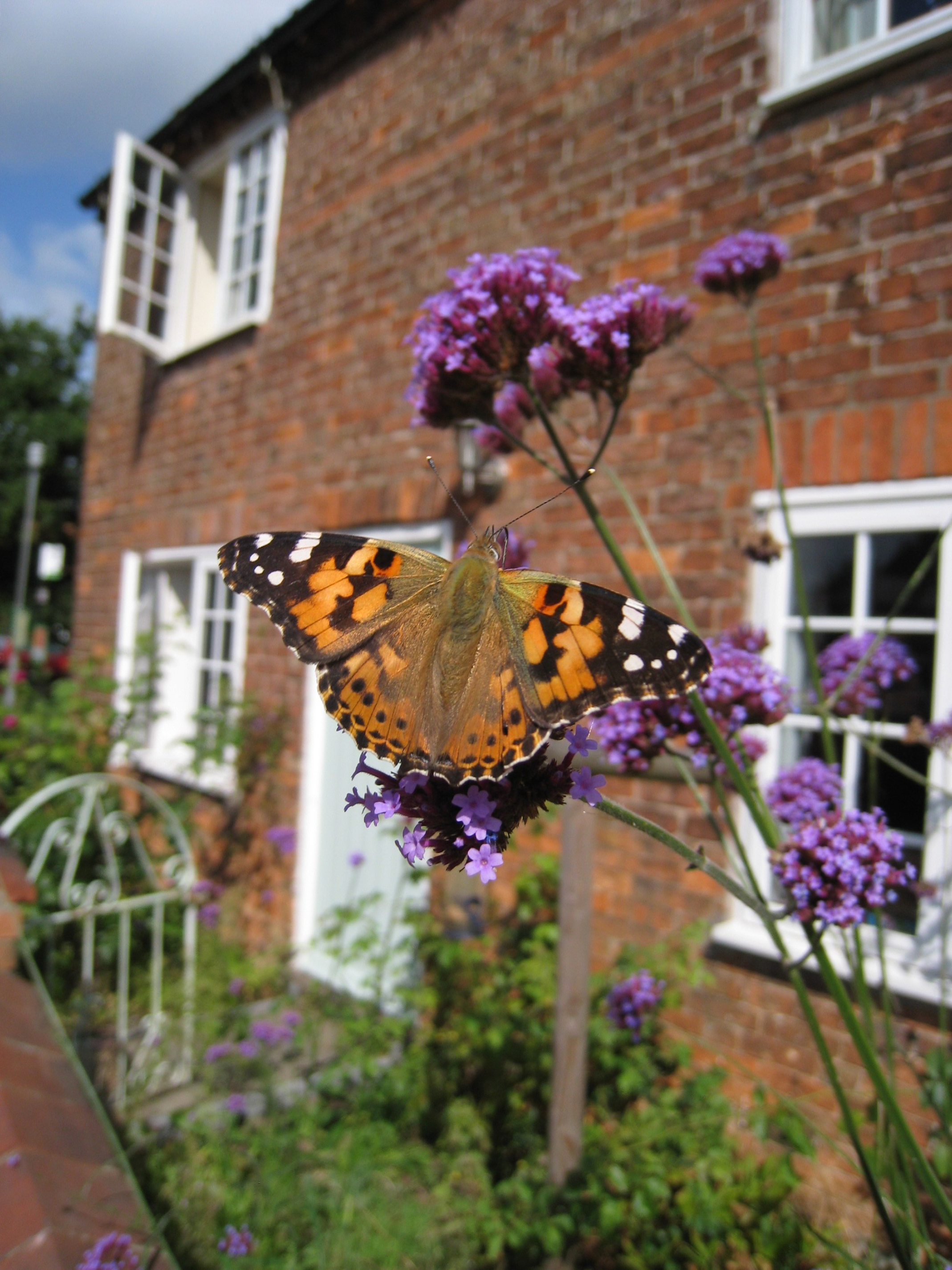 The painted lady flourishes in the warmer months (Adam Cormack/PA)