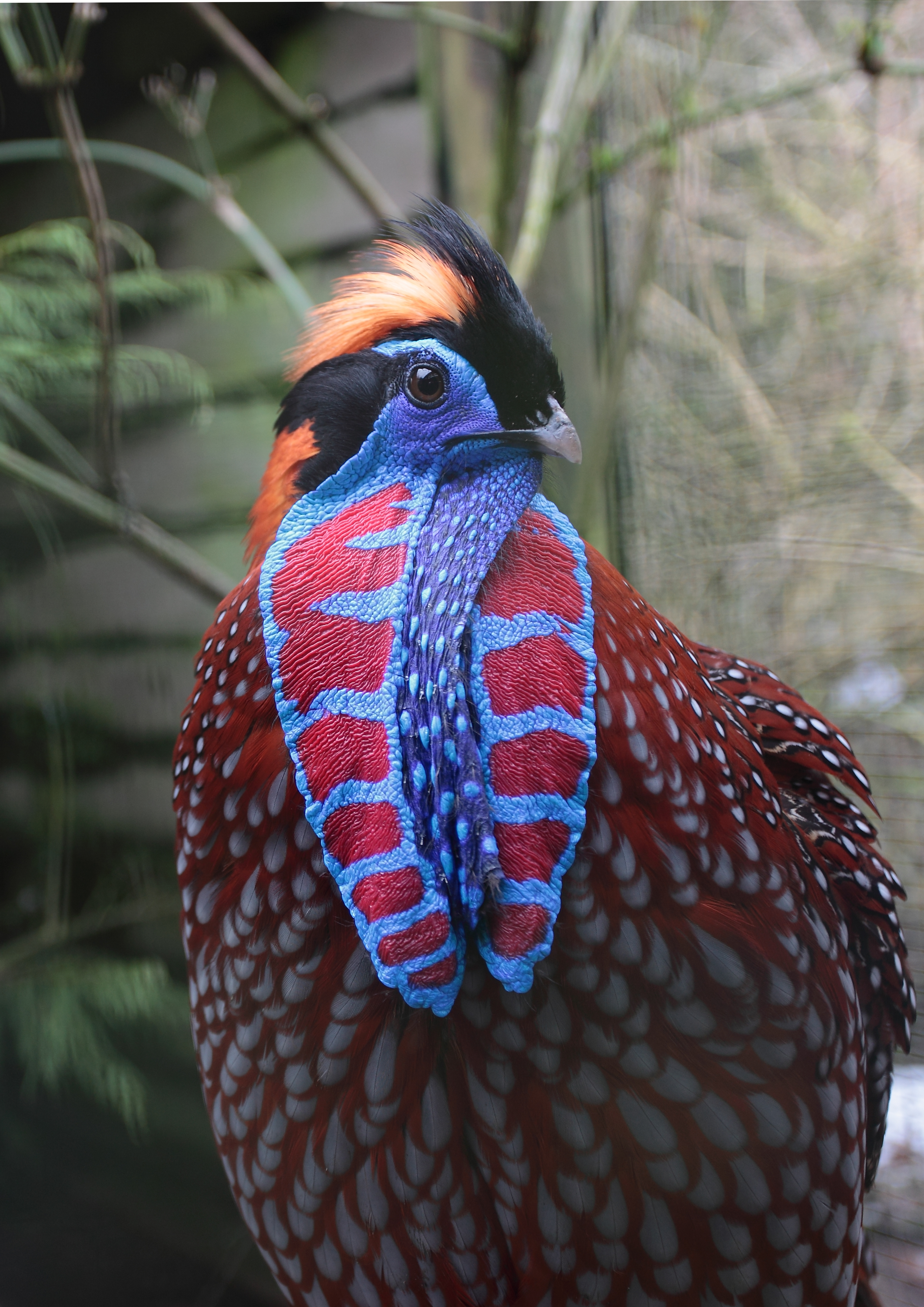 Among the residents at Exmoor Zoo is the Tragopan (Exmoor Zoo/PA)