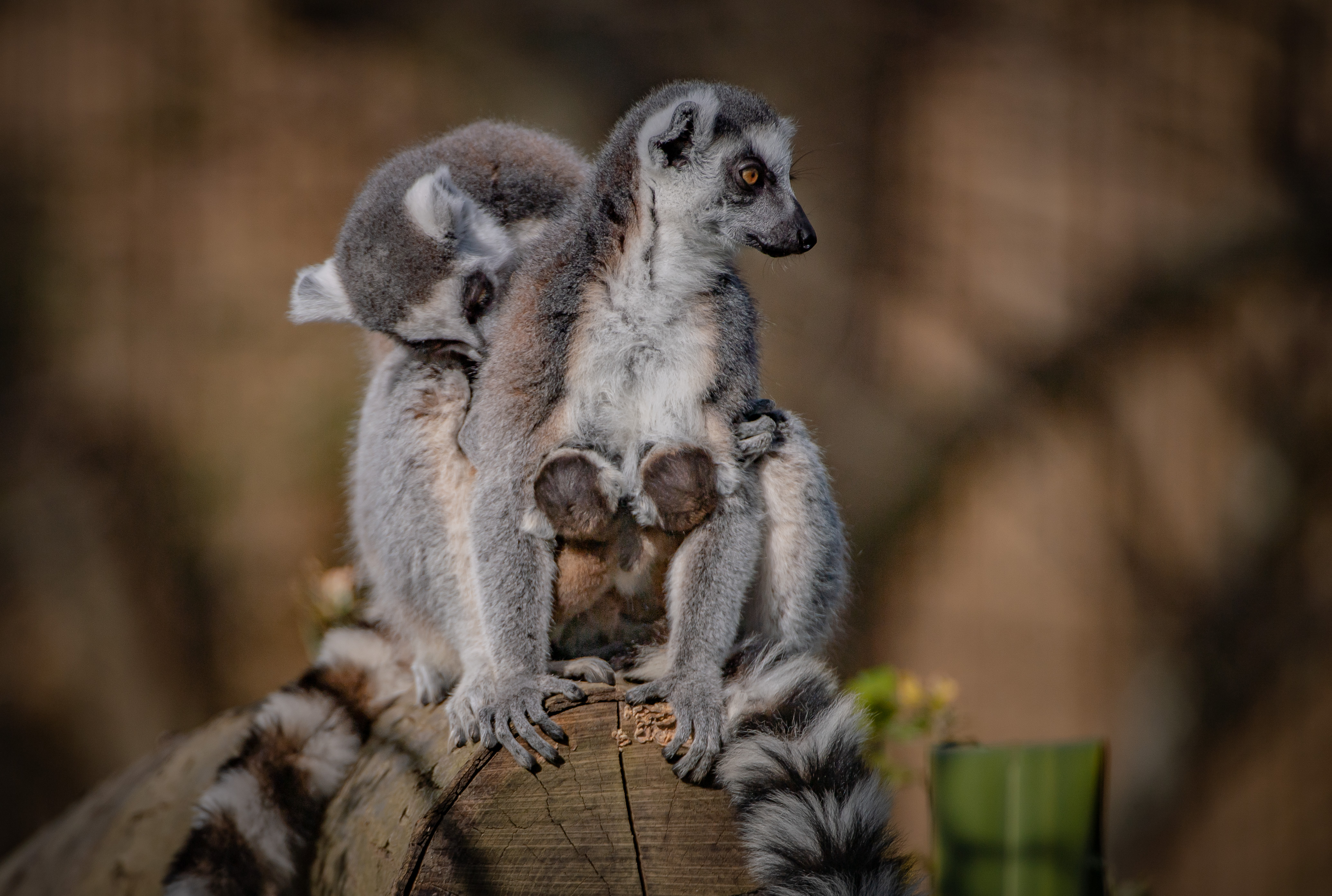 Twin ring-tailed lemurs