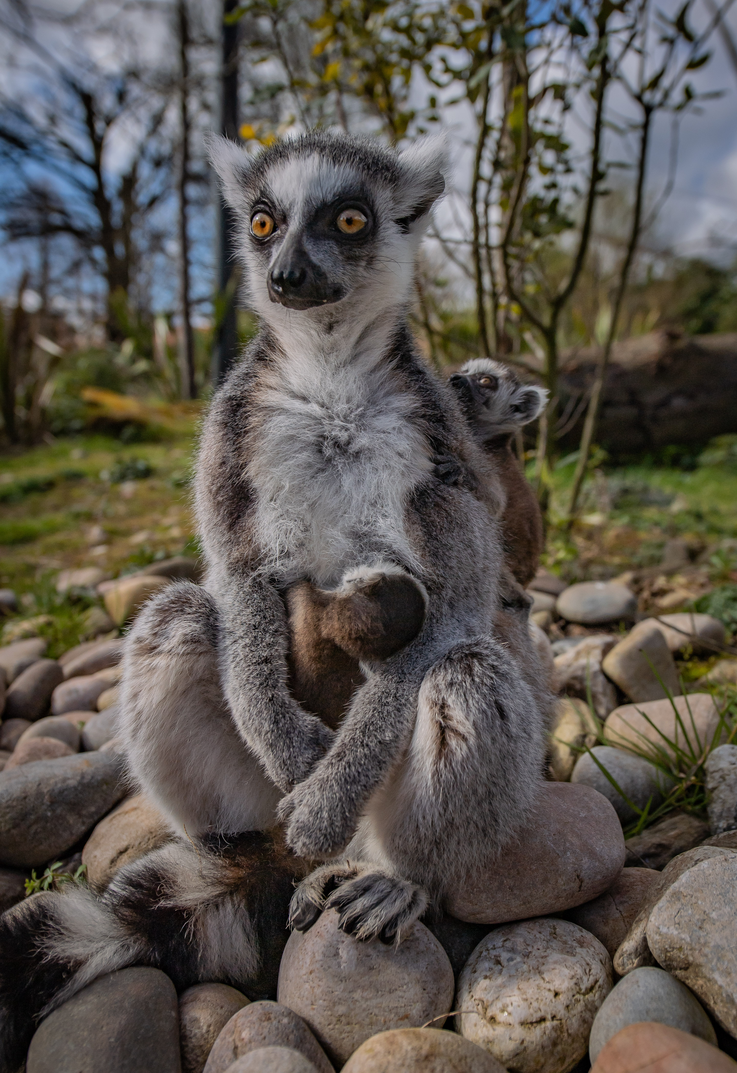 Twin ring-tailed lemurs cling to their mum