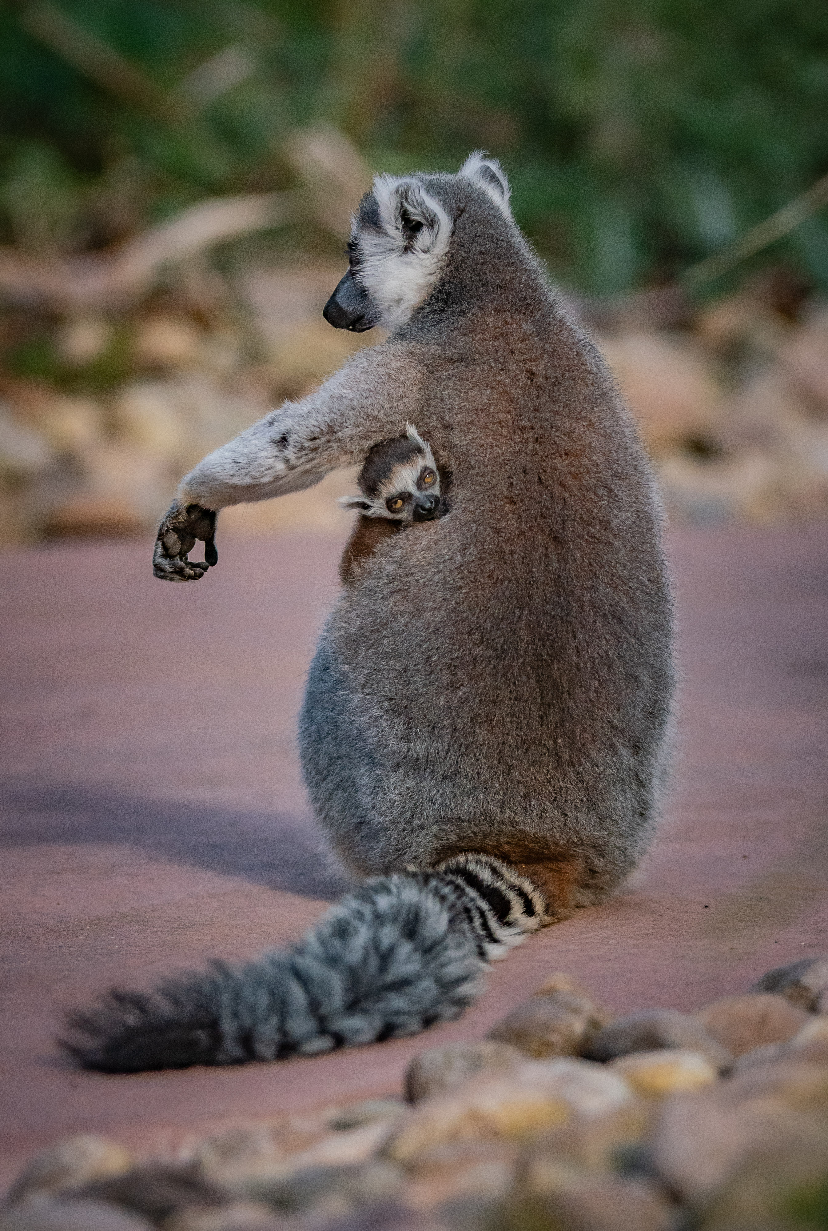 A baby ring-tailed lemur clings to its mum