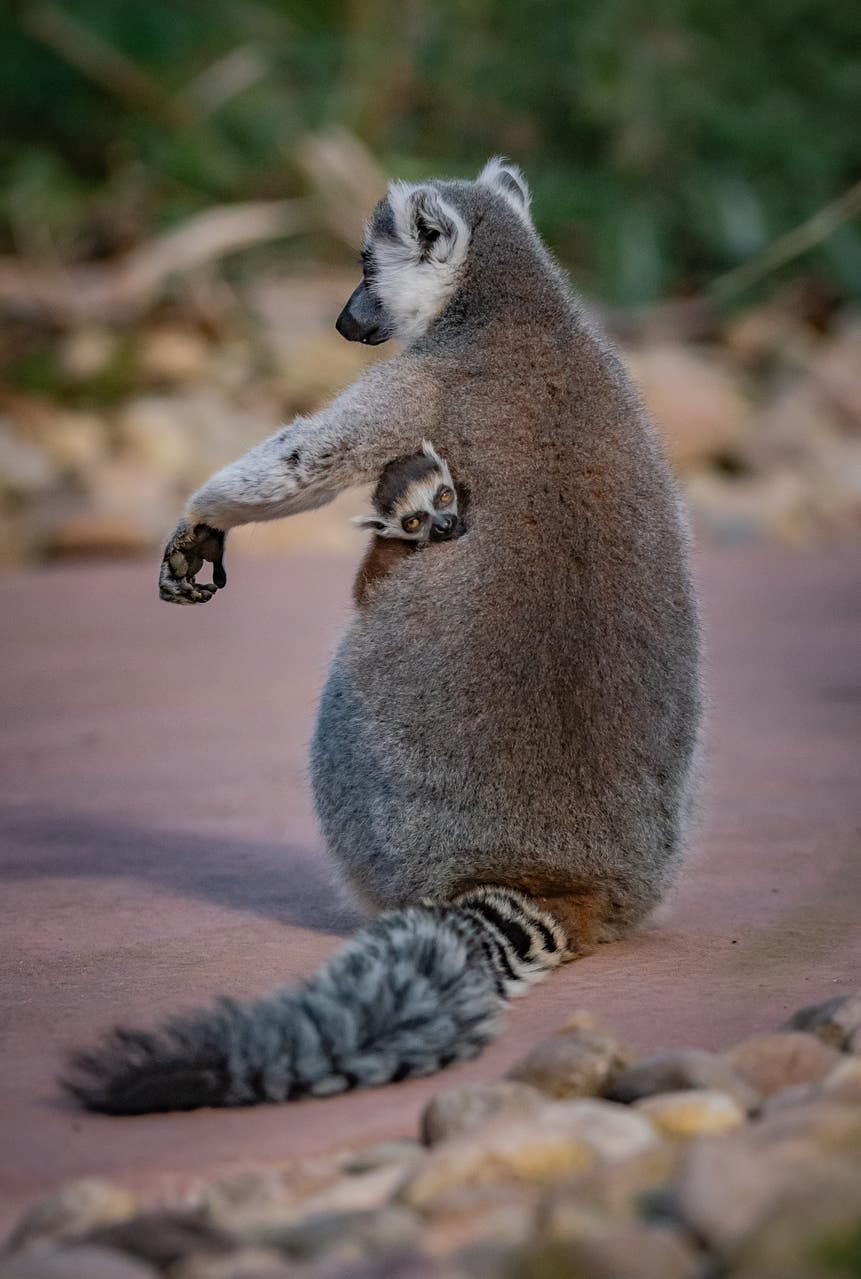 Twin endangered ring-tailed lemurs born at Chester Zoo | Daily Echo