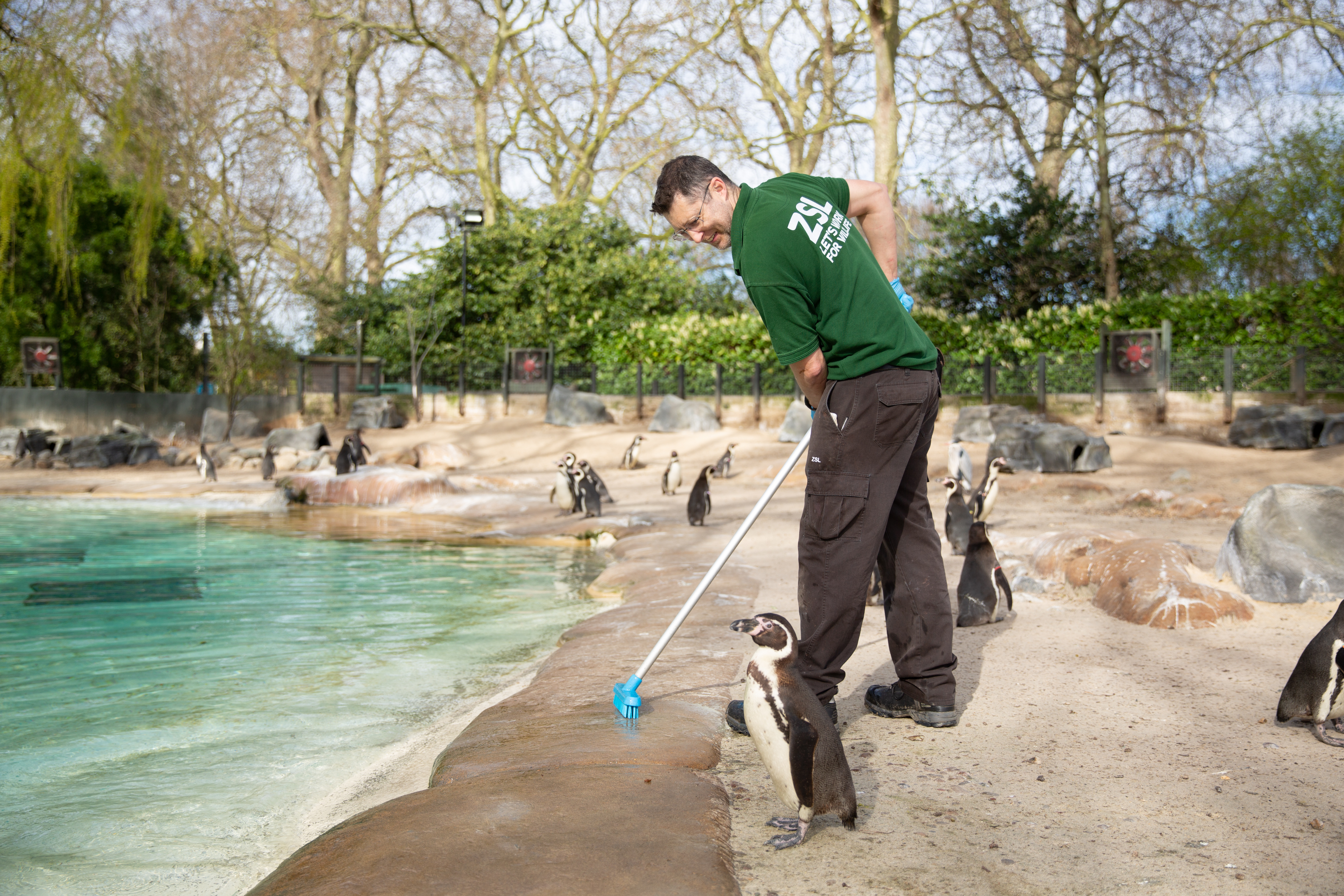 Keeper Martin Franklin cleans Penguin Beach (ZSL/PA)