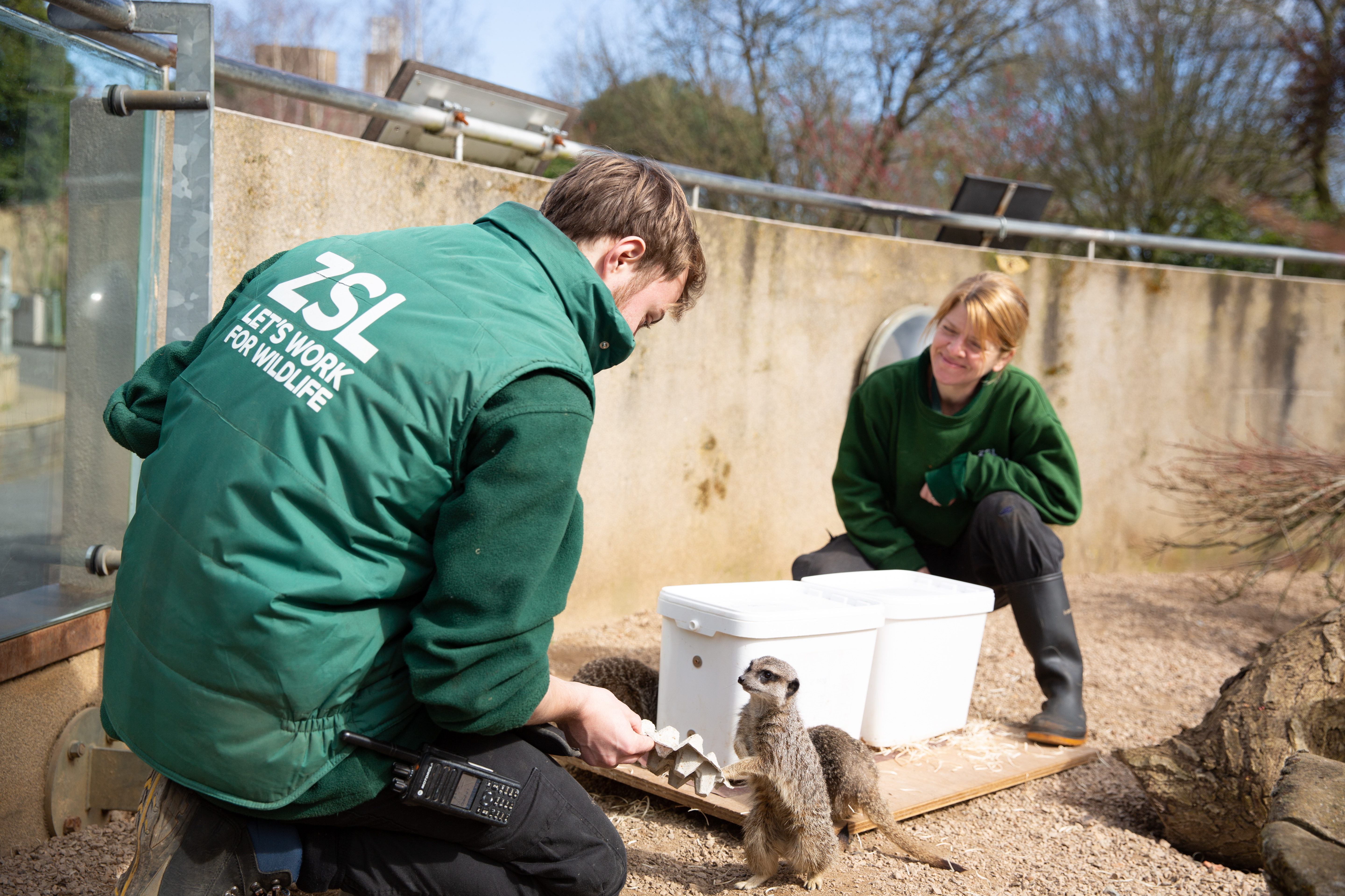Zookeepers feed the meerkats at ZSL London Zoo (ZSL/PA)