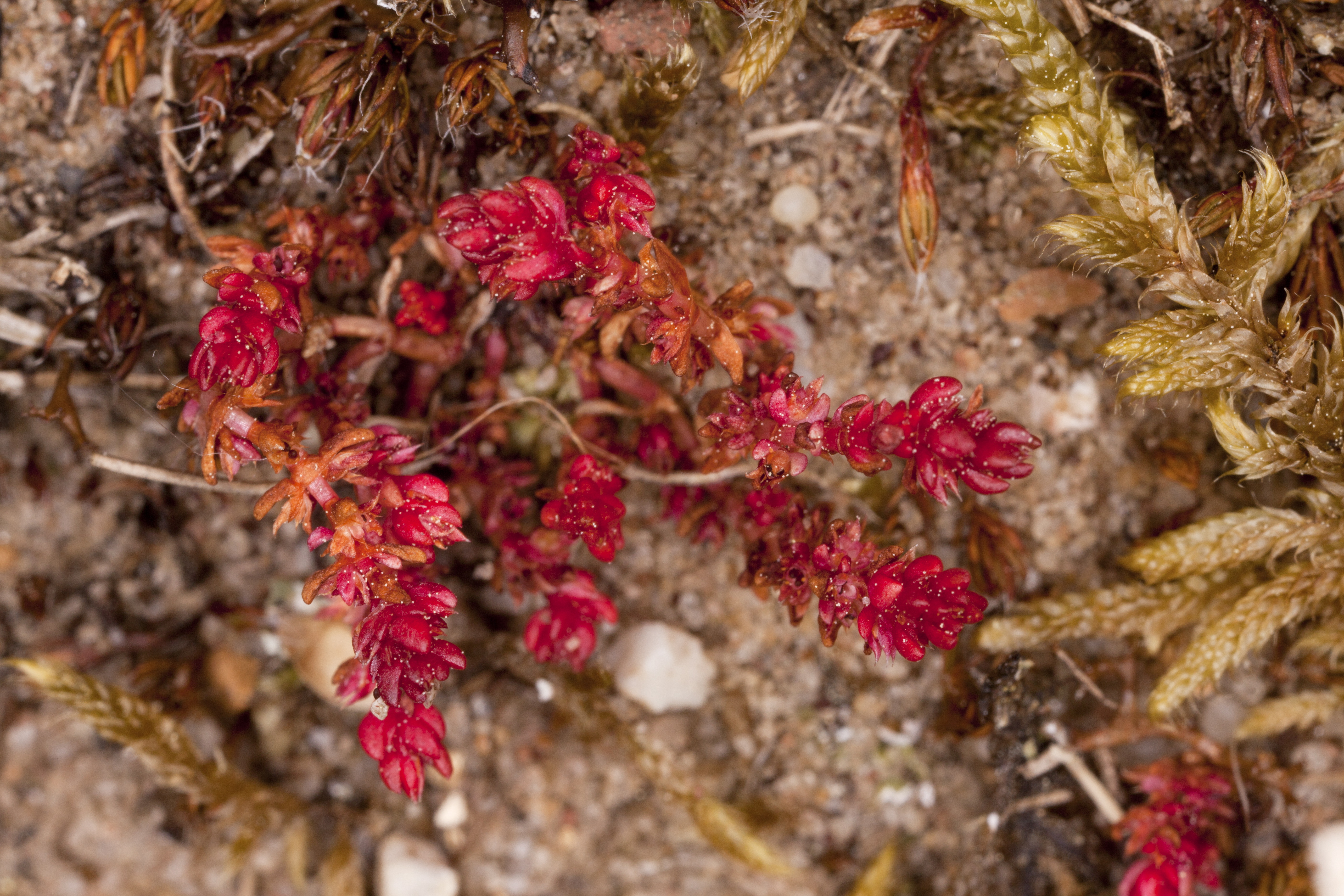 Mossy Stonecrop 