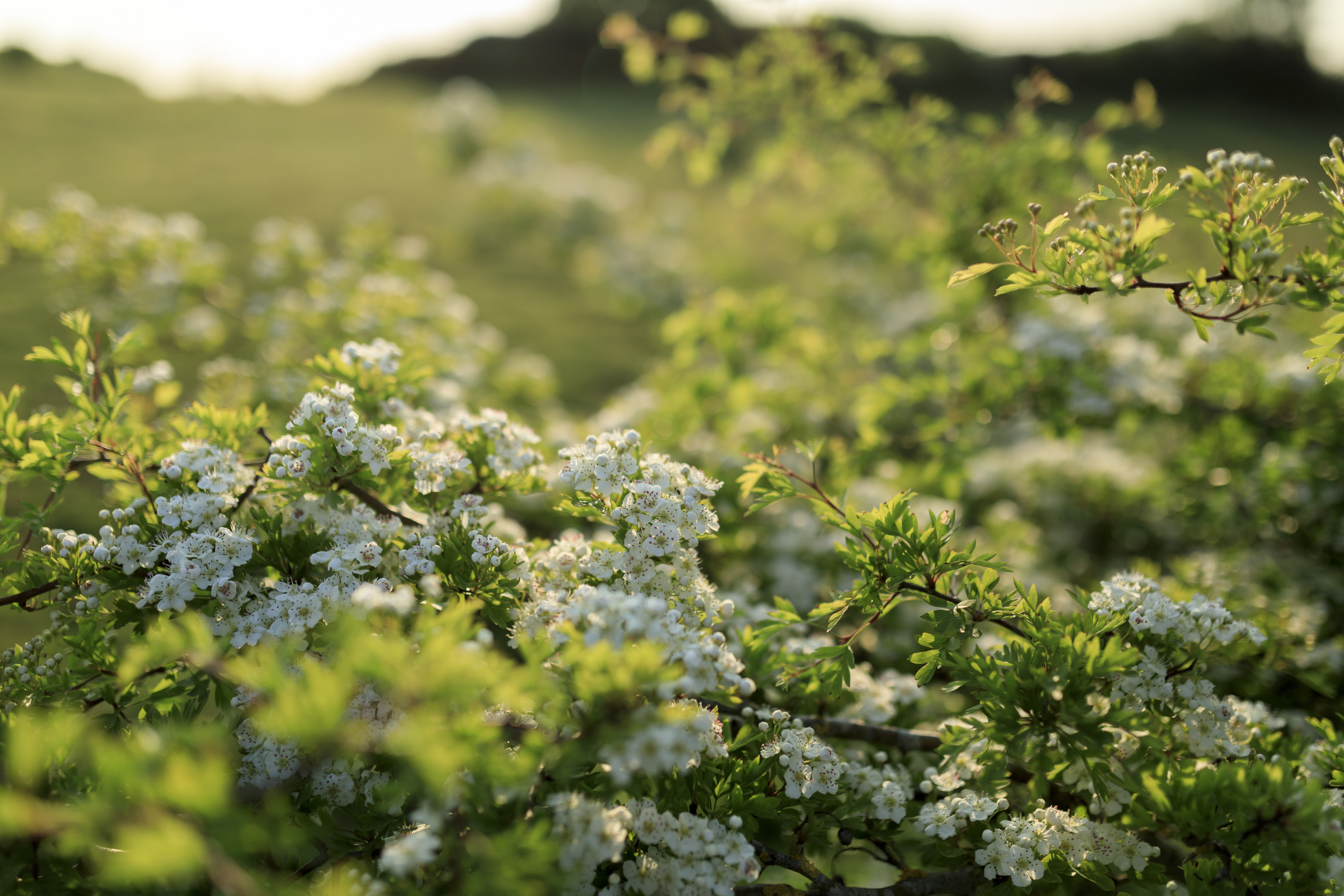 Hawthorn will be one of the first blossoms people can see (John Miller/National Trust/PA)