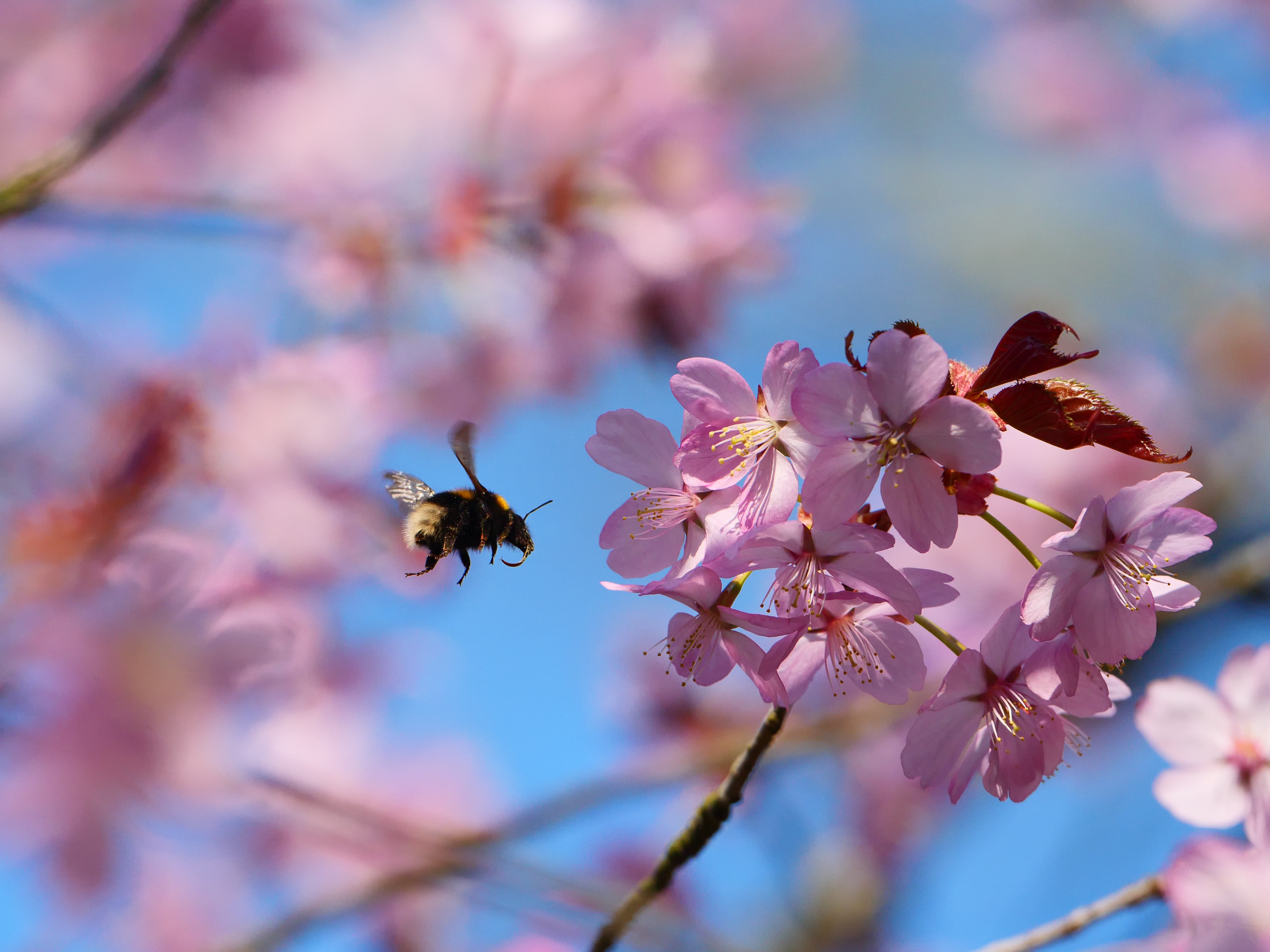 People urged to share ‘awesome spectacle of blossom’ as spring arrives