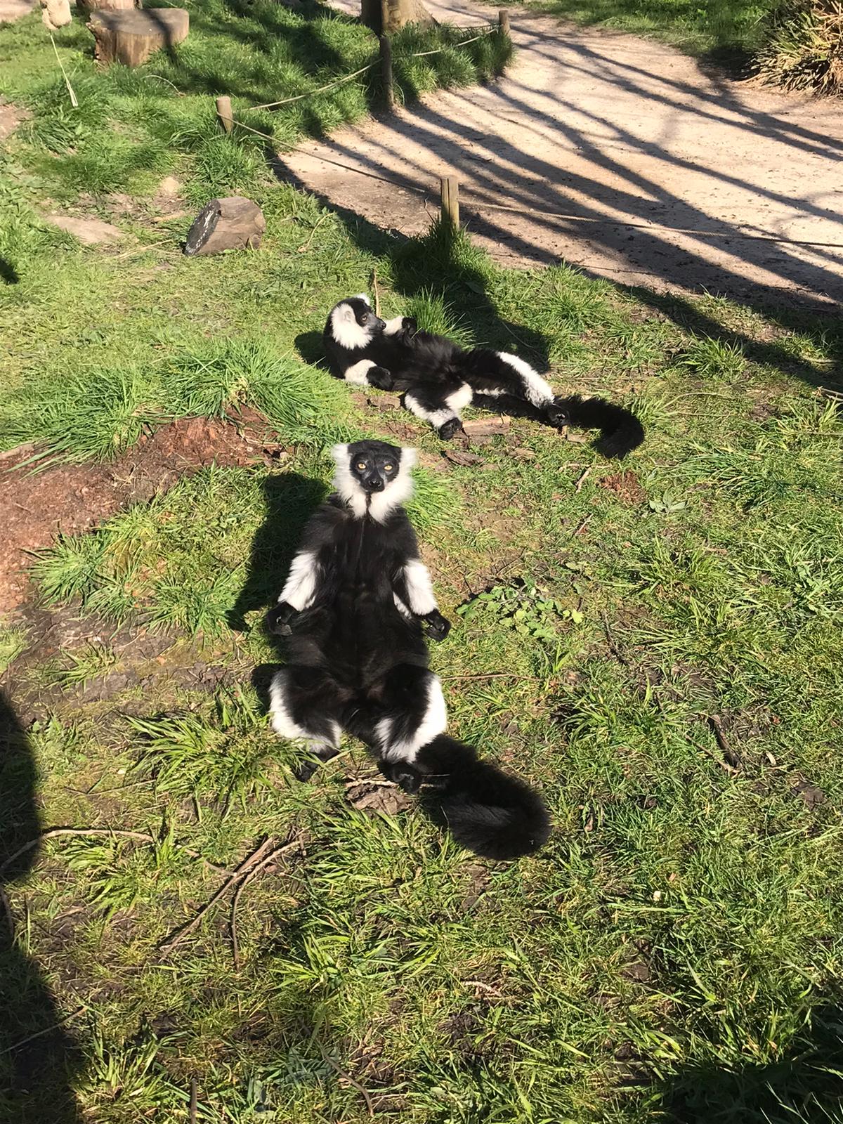 A black and white ruffed lemur sunbathing