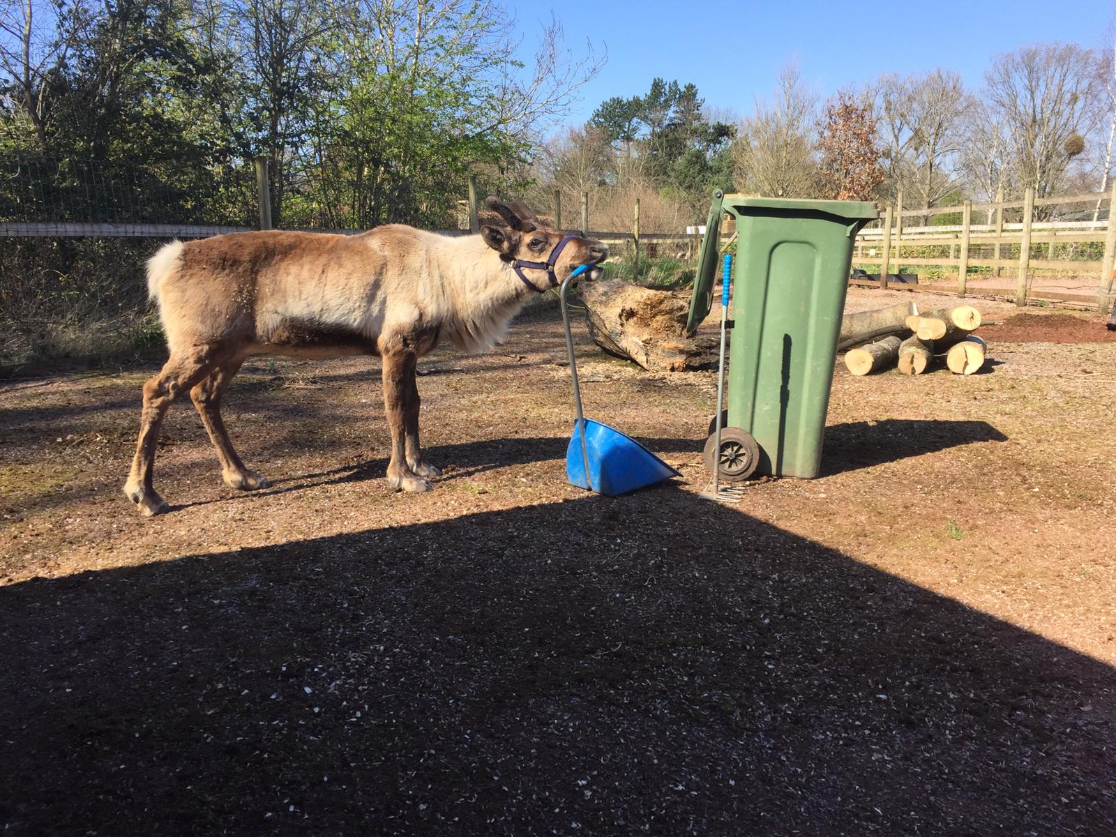 Holly the reindeer helping to clean her paddock at Wild Place