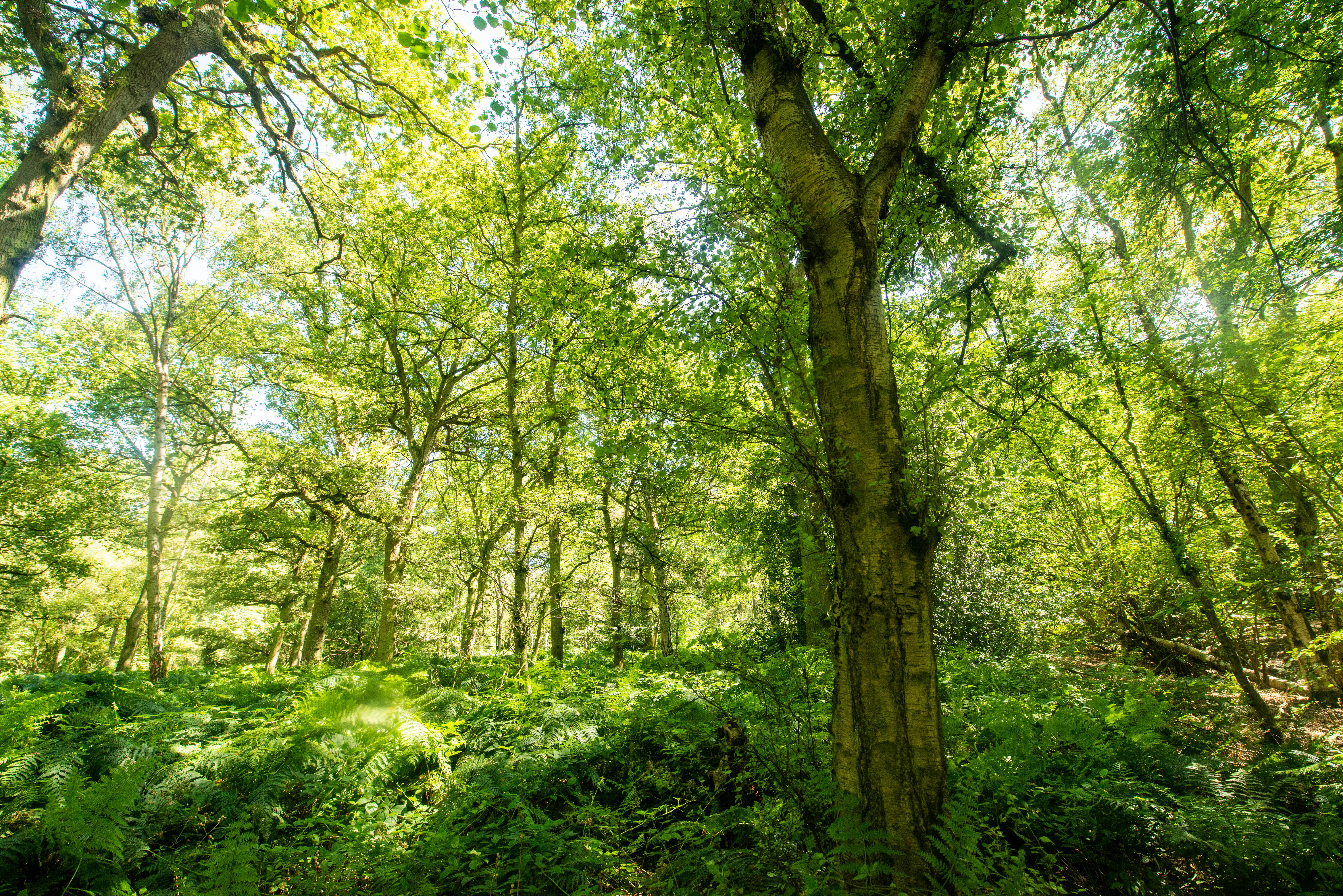 Broadwells Wood, Warwickshire, will also be affected, the Woodland Trust said (Philip Formby/Woodland Trust/PA)