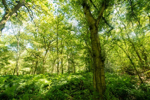 Conservationists hit out at plans to ‘move’ ancient woodland habitat ...