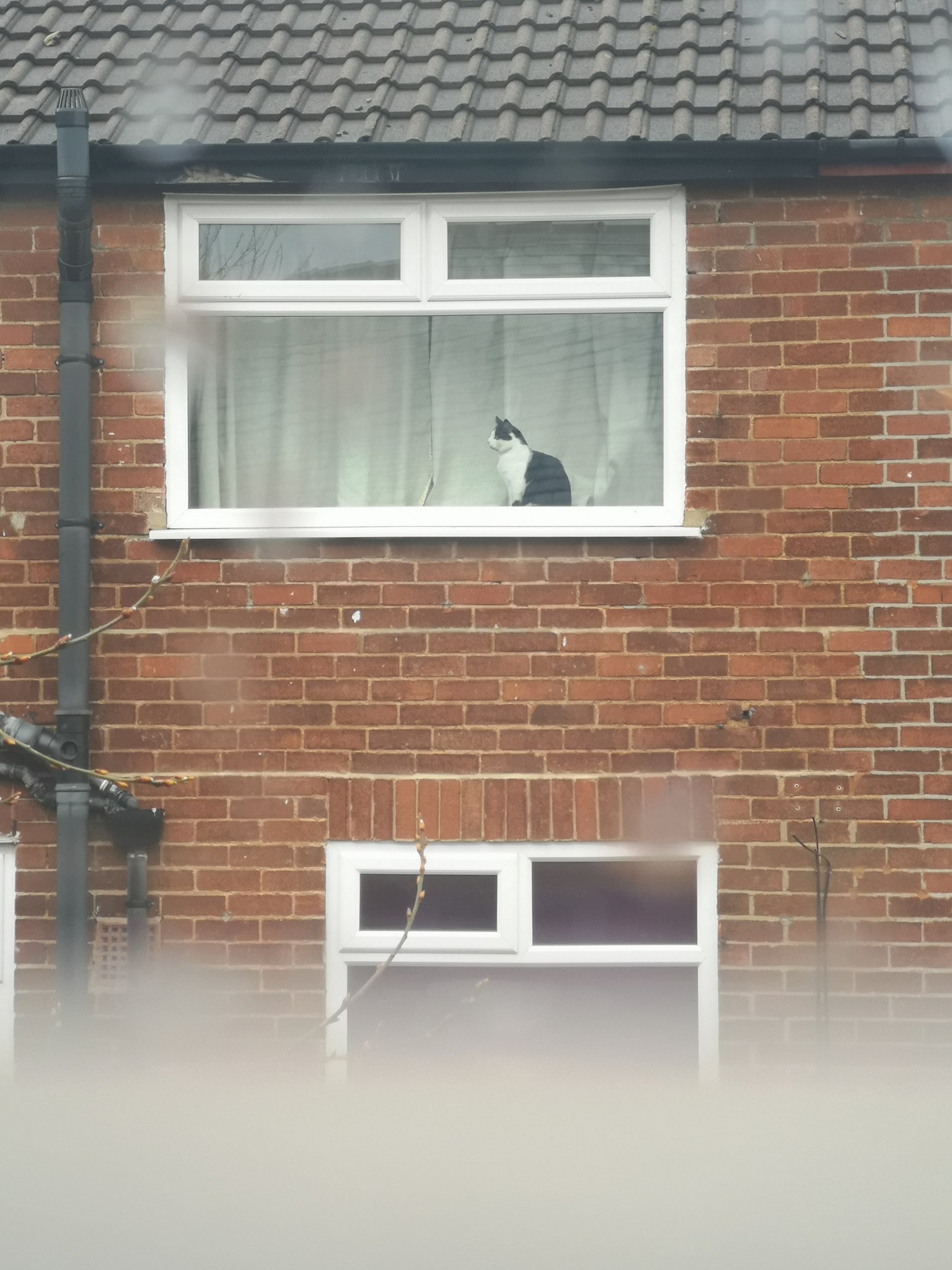 A pair of neighbours exchange information about a local cat through their windows