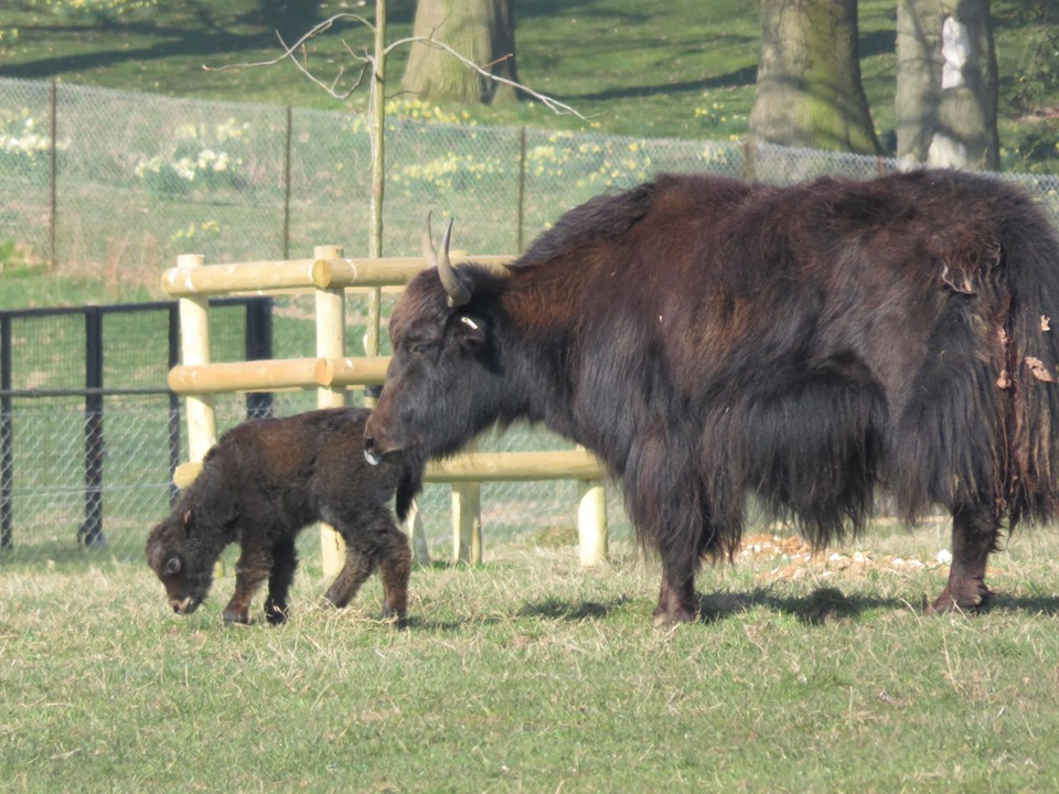 The newborn yak has yet to be named (ZSL Whipsnade Zoo/PA)