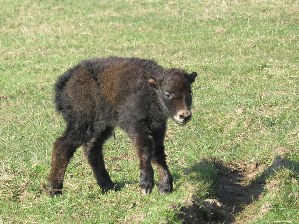 baby yak animal