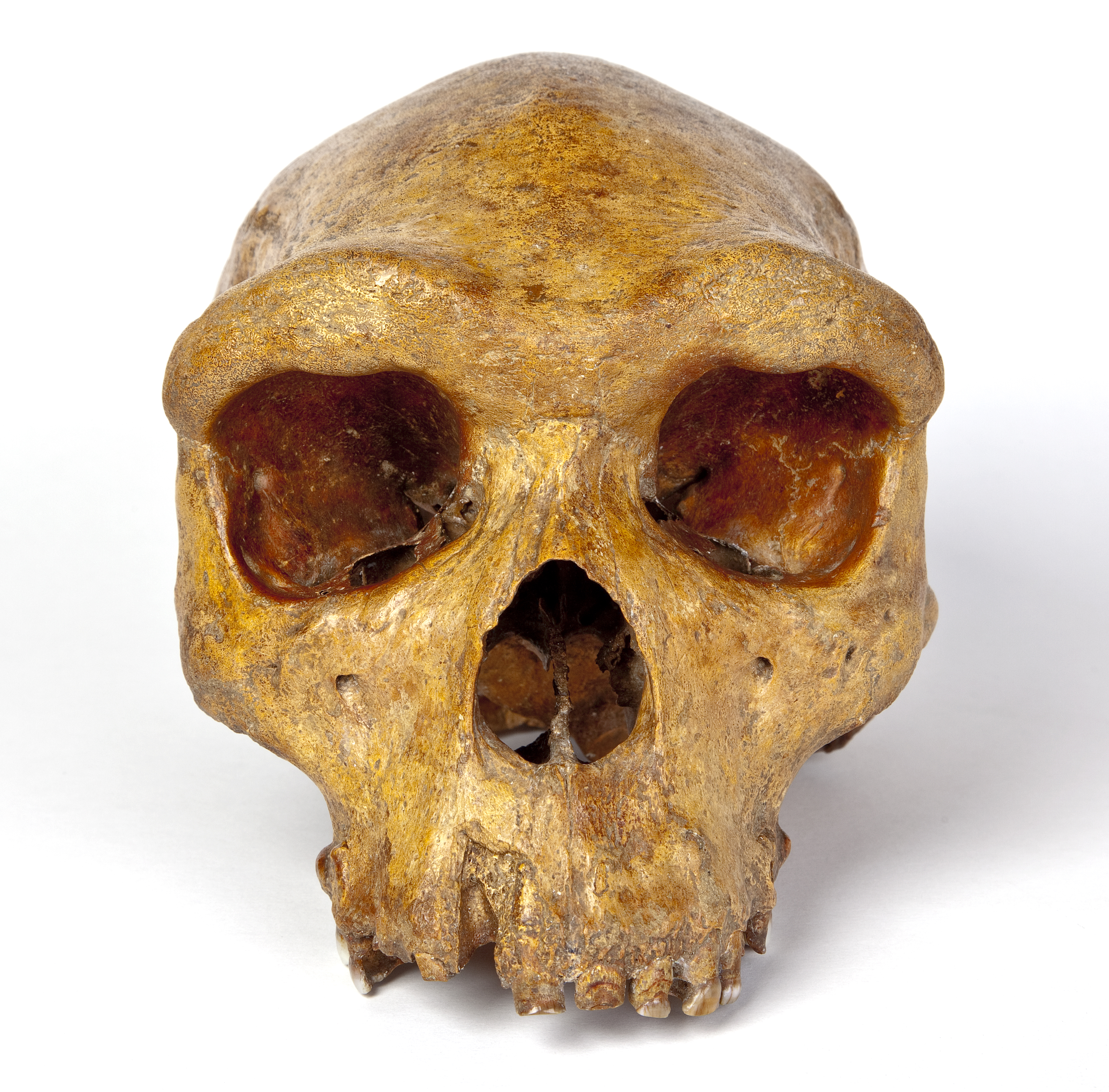 Broken Hill skull