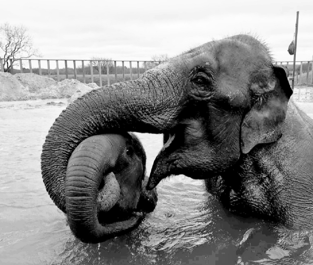 Elizabeth the baby elephant with fellow herd member Lucha