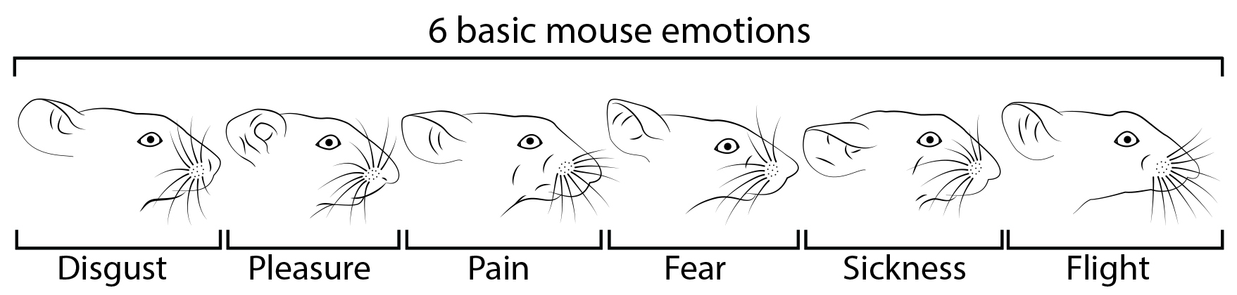 Emotional expression in mice