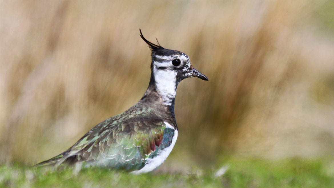 The National Trust will be creating homes for rare and uncommon birds such as Lapwings (Dougie Holden/National Trust Images/PA)