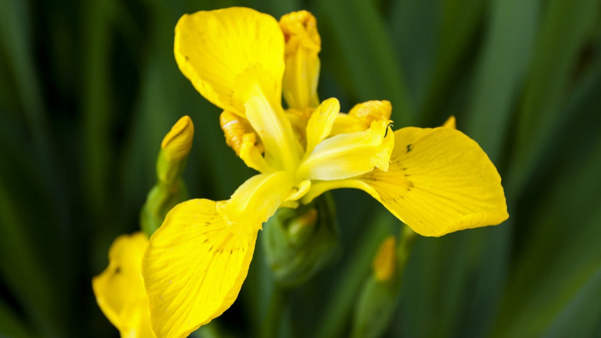 Plants at Sandilands will include yellow flag iris (National Trust/Robert Morris/PA)