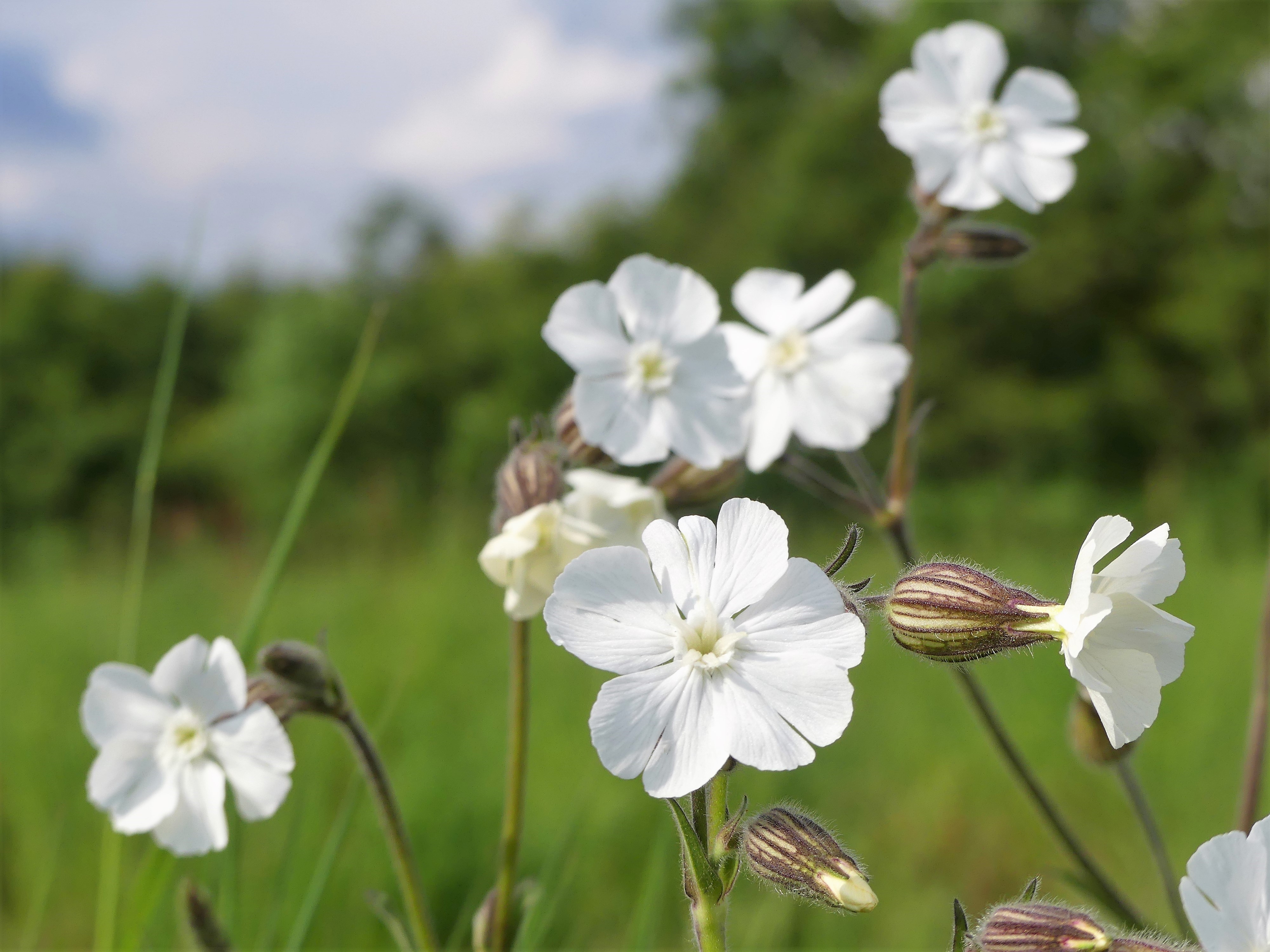 White campion is one of the increasingly rare plants which could benefit from less mowing (Peter Fleming)