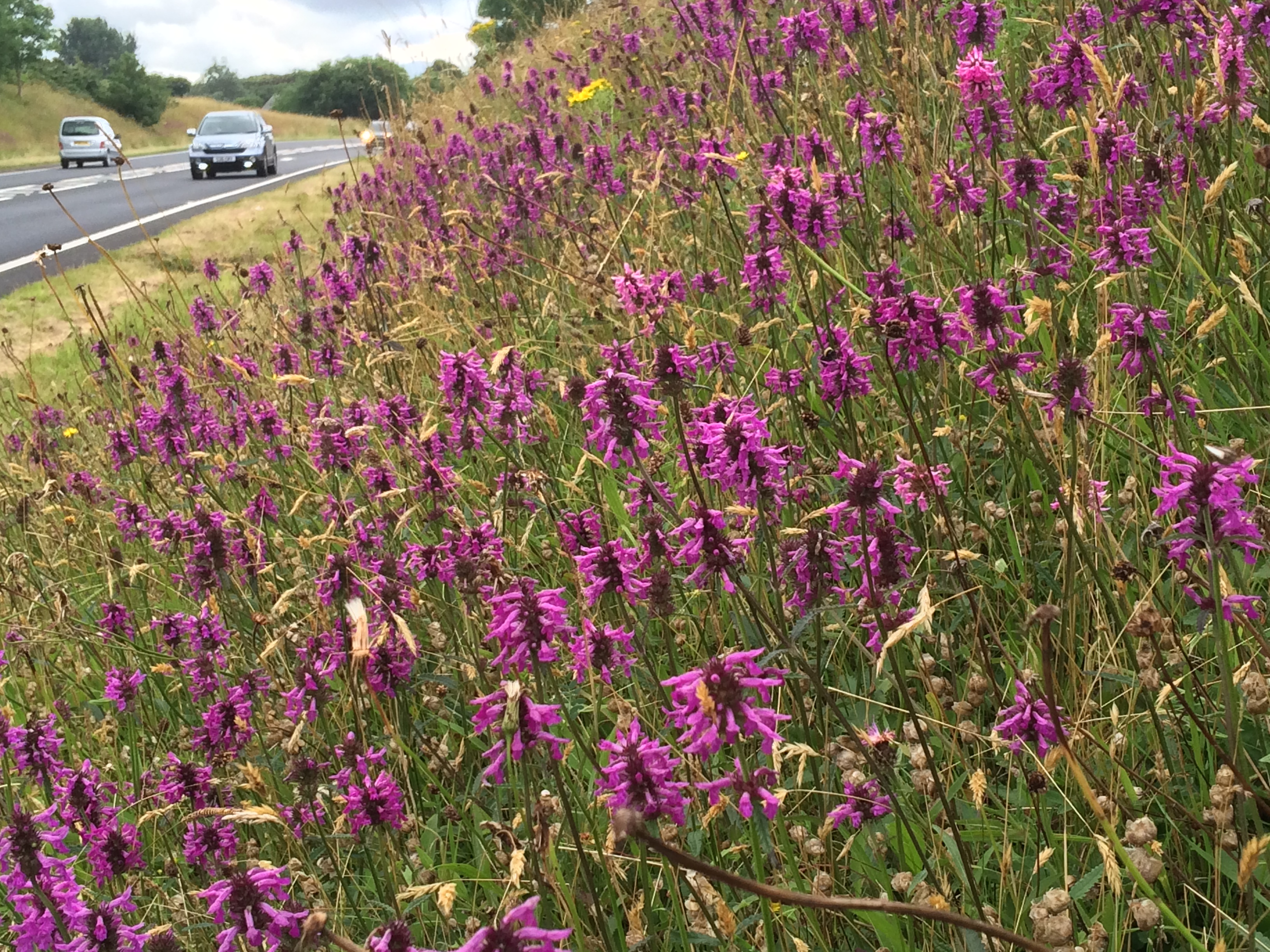 SuPlantlife is highlighting the fortunes of 10 flowers including Betony on road verges (Trevor Dines/Plantlife/PA)