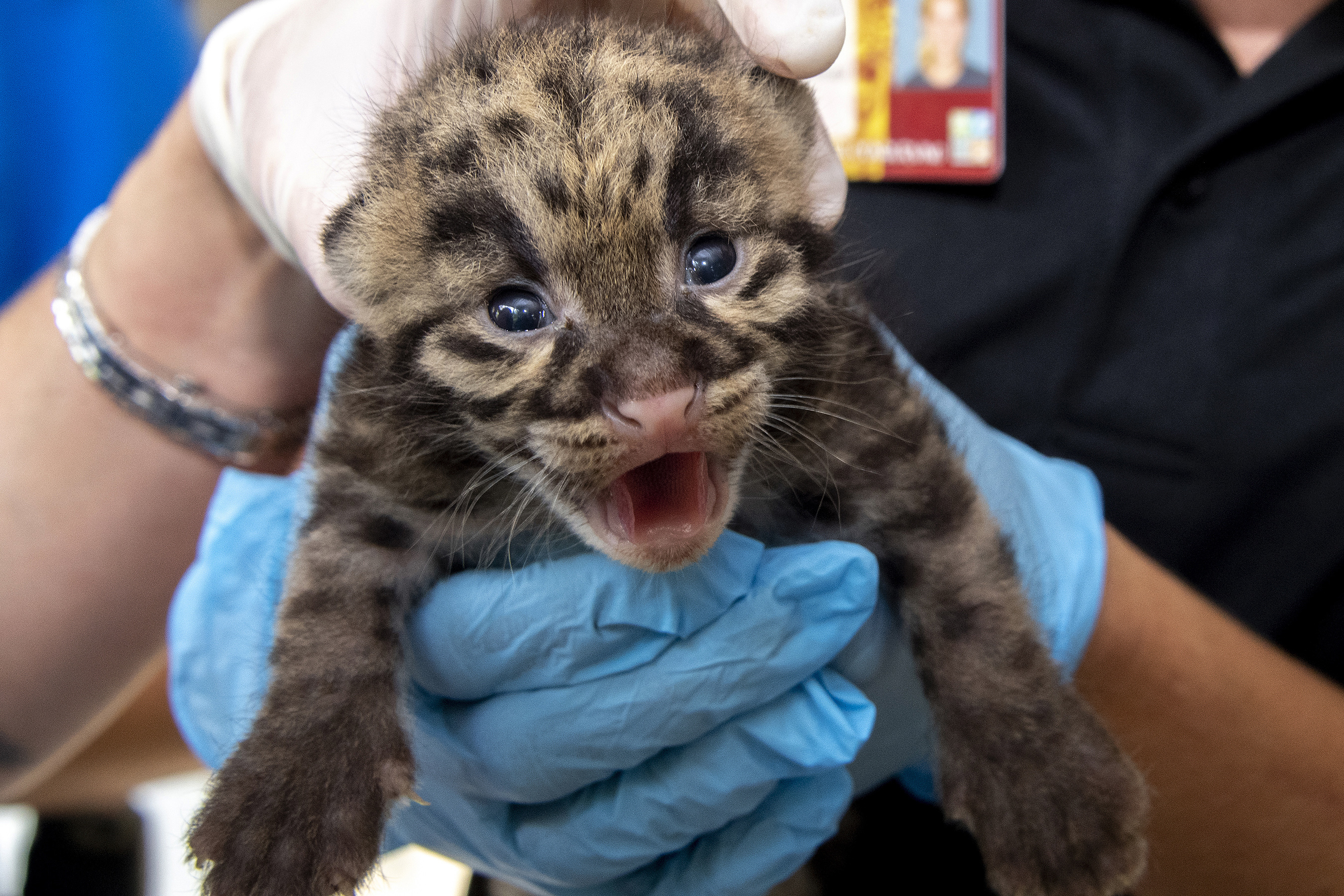  A newborn clouded leopard is held by a staff member for their neonatal exams at the zoo in Miami.