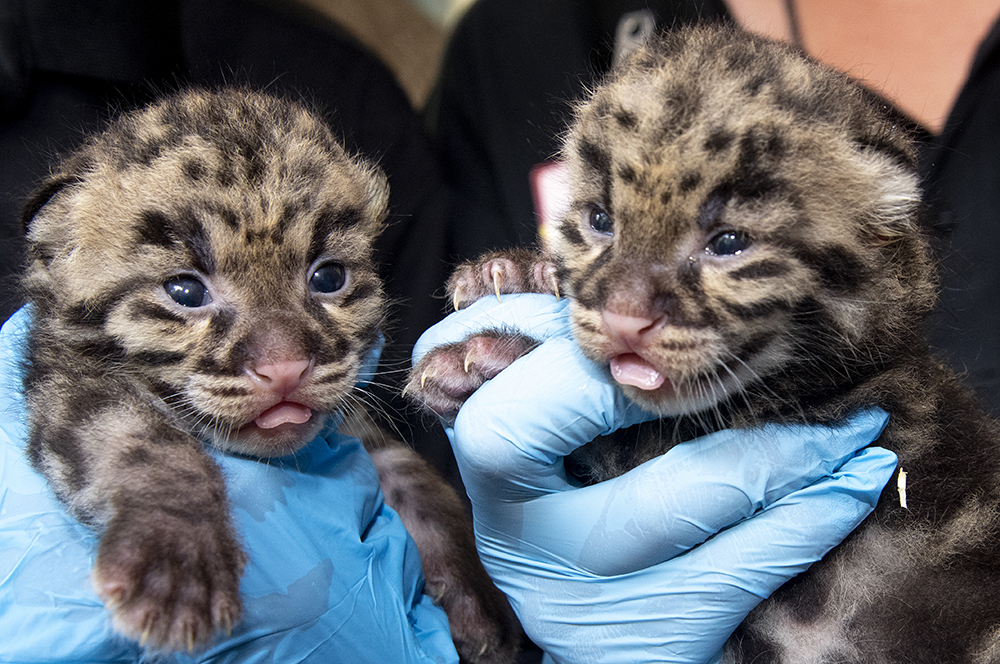 Newborn clouded leopards are held by a staff member for their neonatal exams at the zoo in Miami