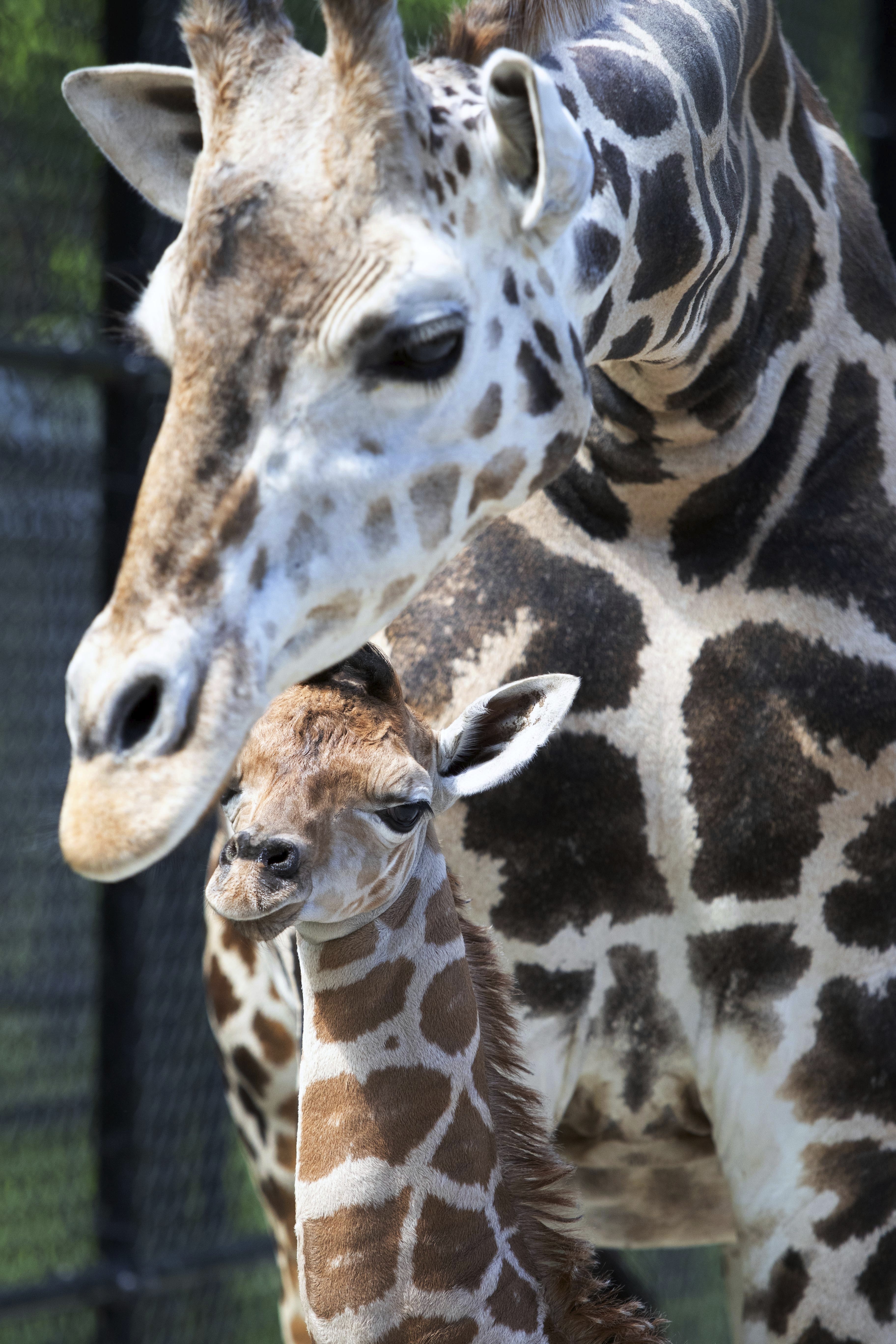 Giraffe Birth New Orleans