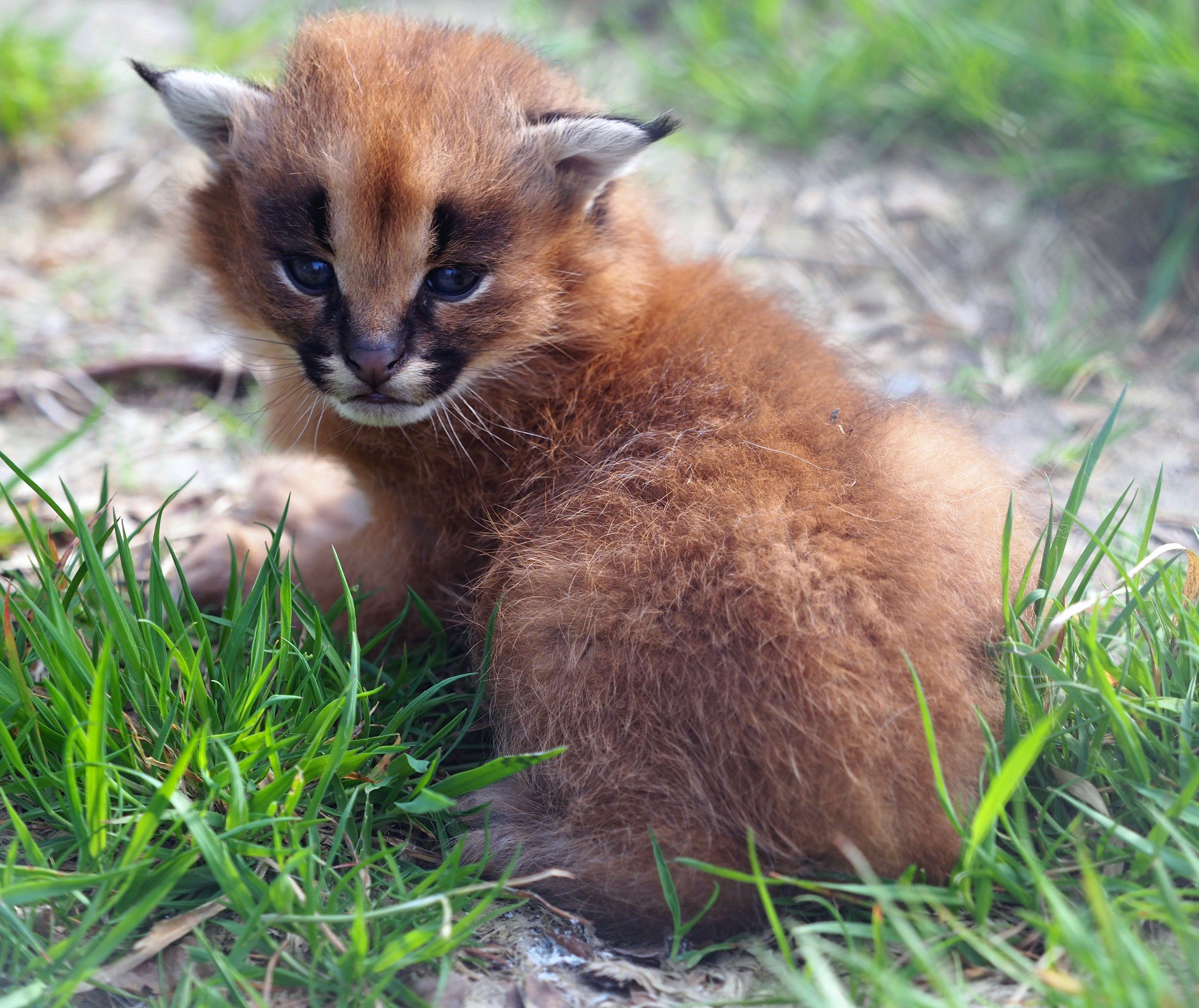 The caracals are native to the grasslands of Africa (Exmoor Zoo/PA).