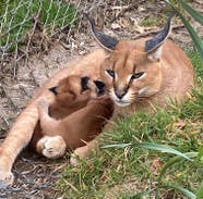 African Wild Cat Kittens Born At Devon Zoo The National