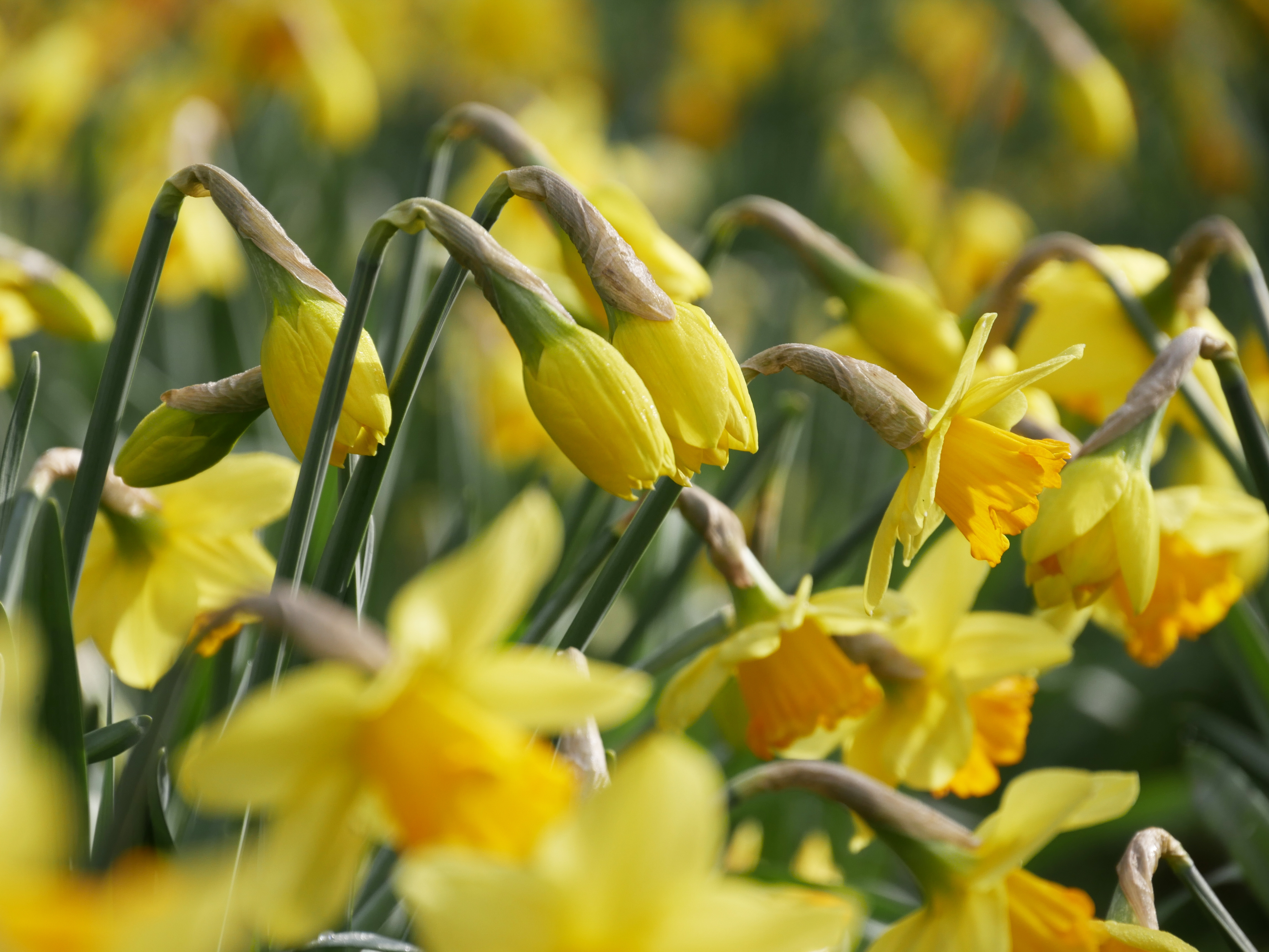 Entrants to the diary are following in the footsteps of writers such as Dorothy Wordsworth who wrote about daffodils