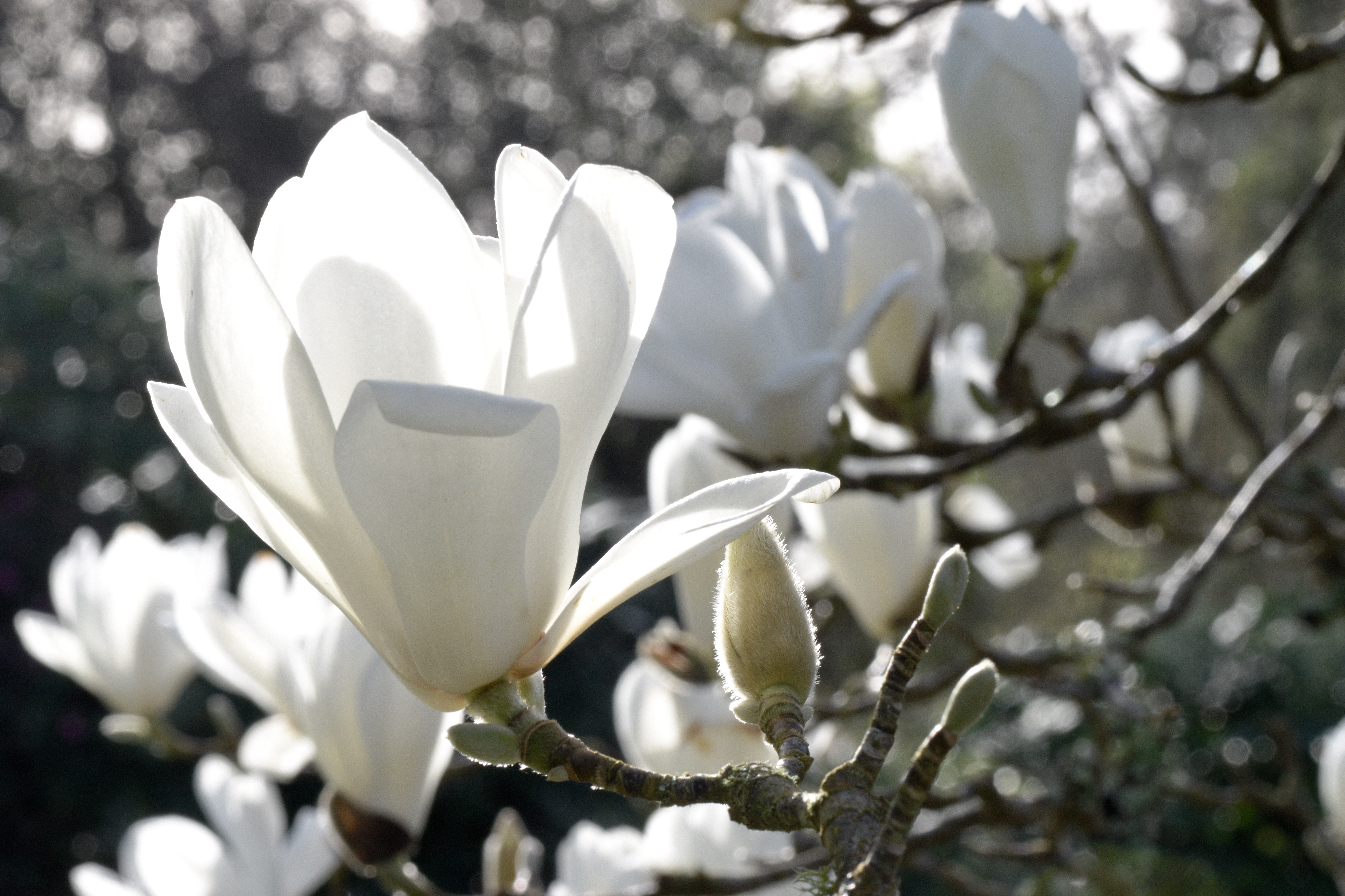 Magnolia in bloom