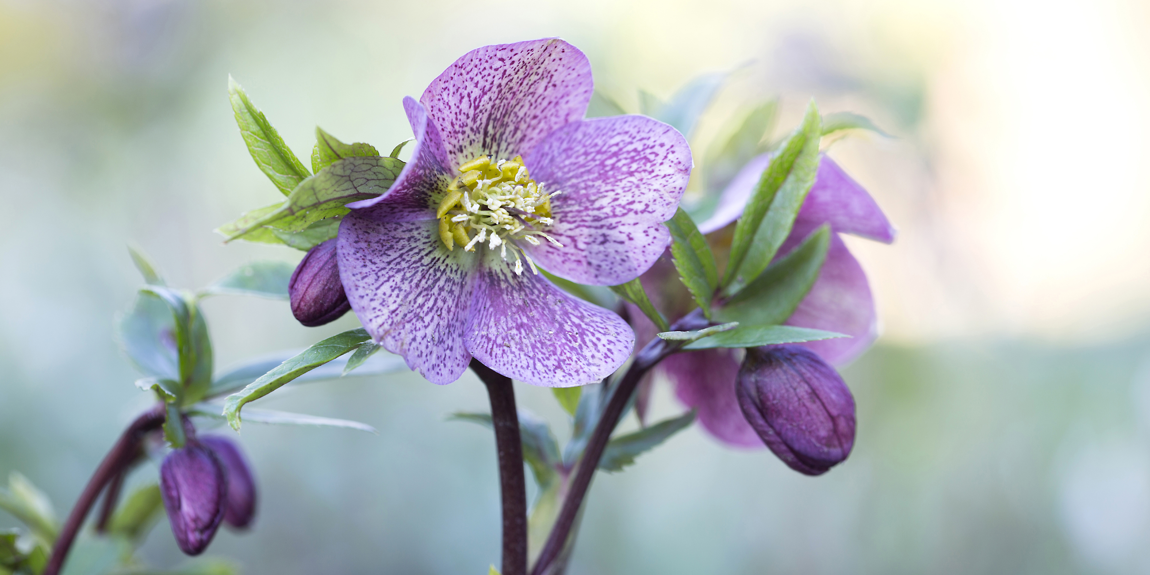 Helleborus came out top in the all about plants category (Matthew Dearman)
