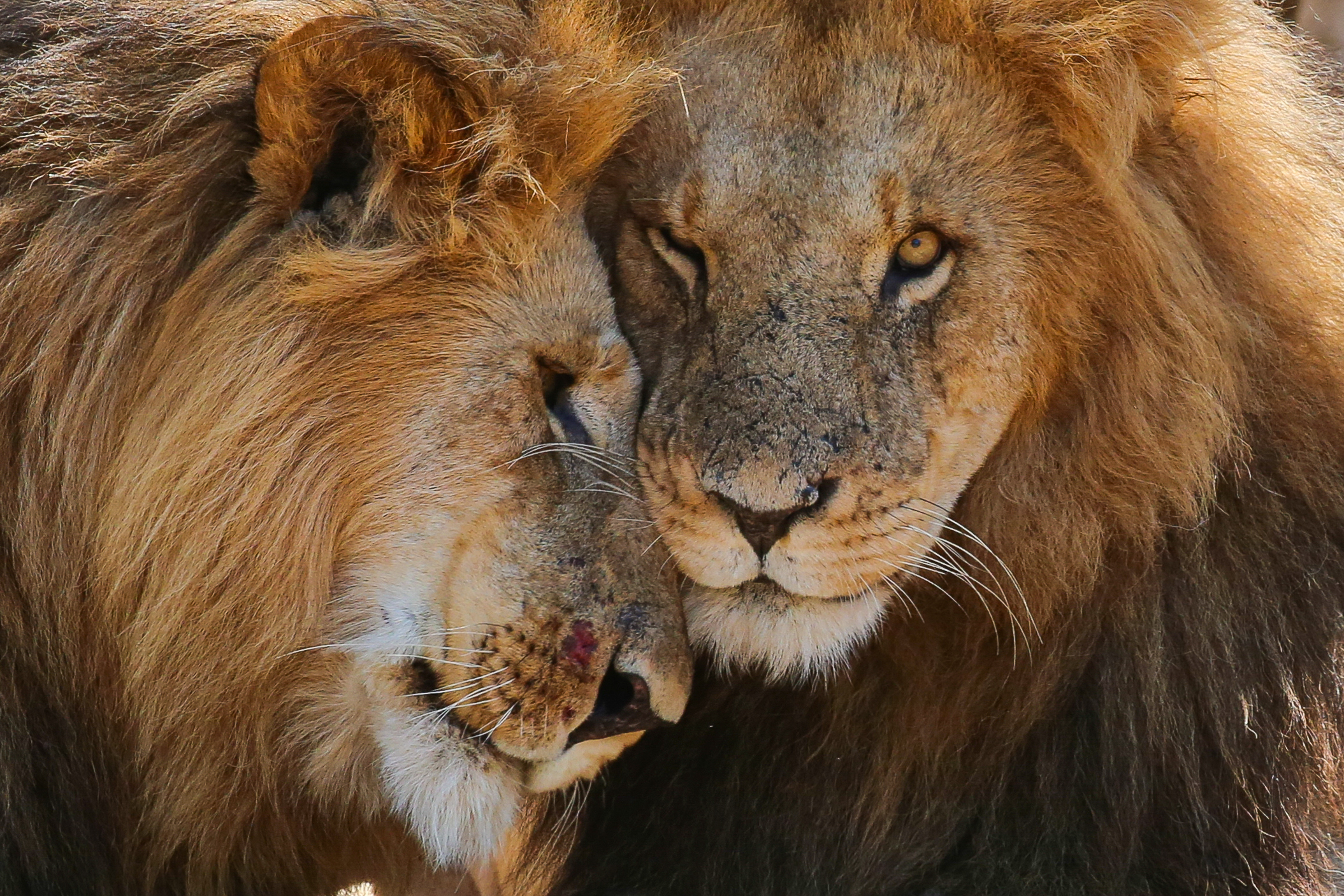 Affectionate lion brothers in Mara Naboisho Conservancy, Kenya (Graeme Green)