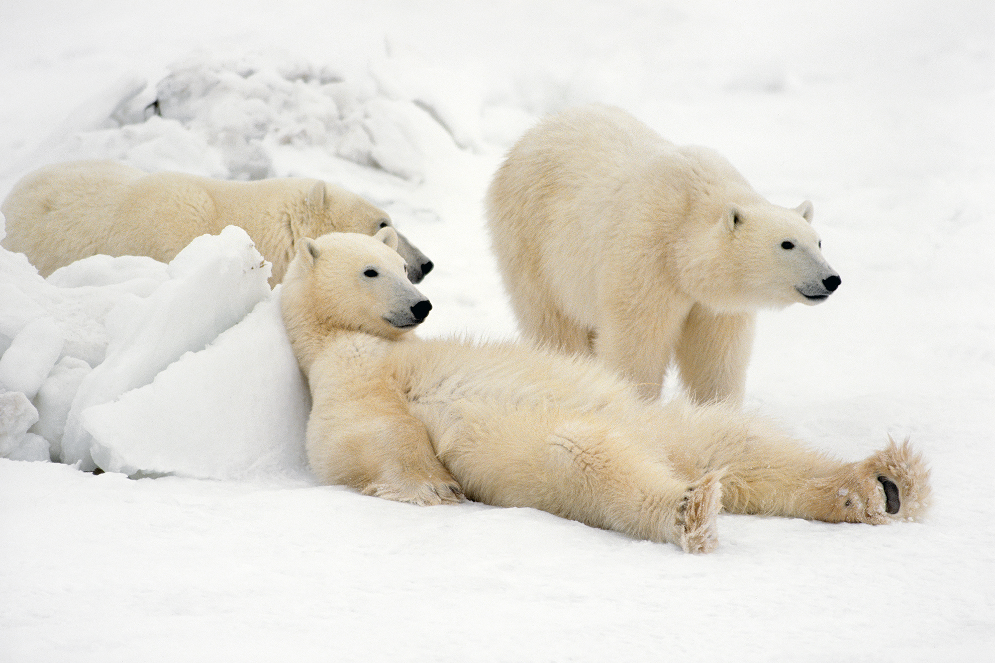 'Bad Boys of the Arctic', polar bears in Hudson Bay, Canada (Thomas D Mangelsen)
