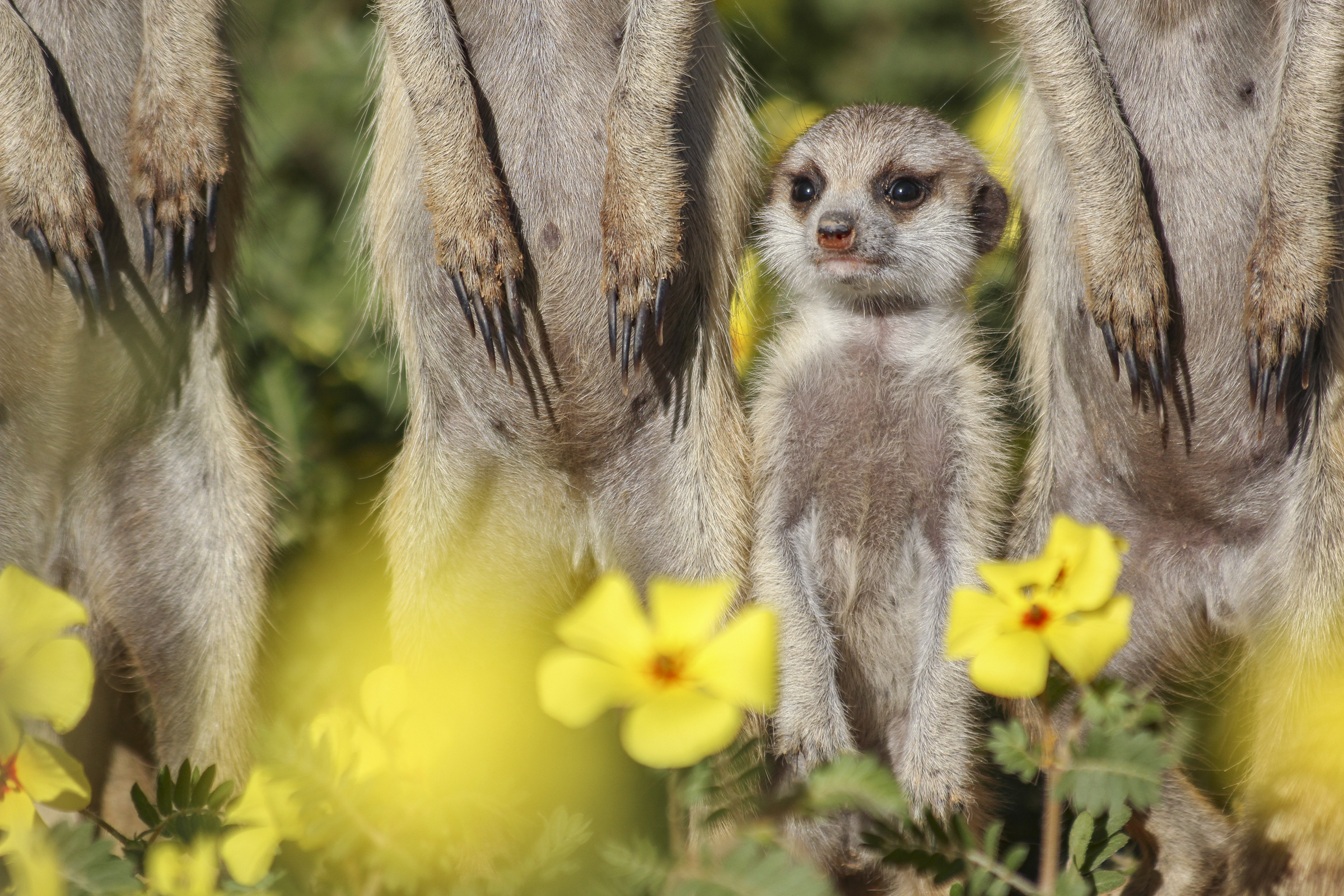 Meerkats