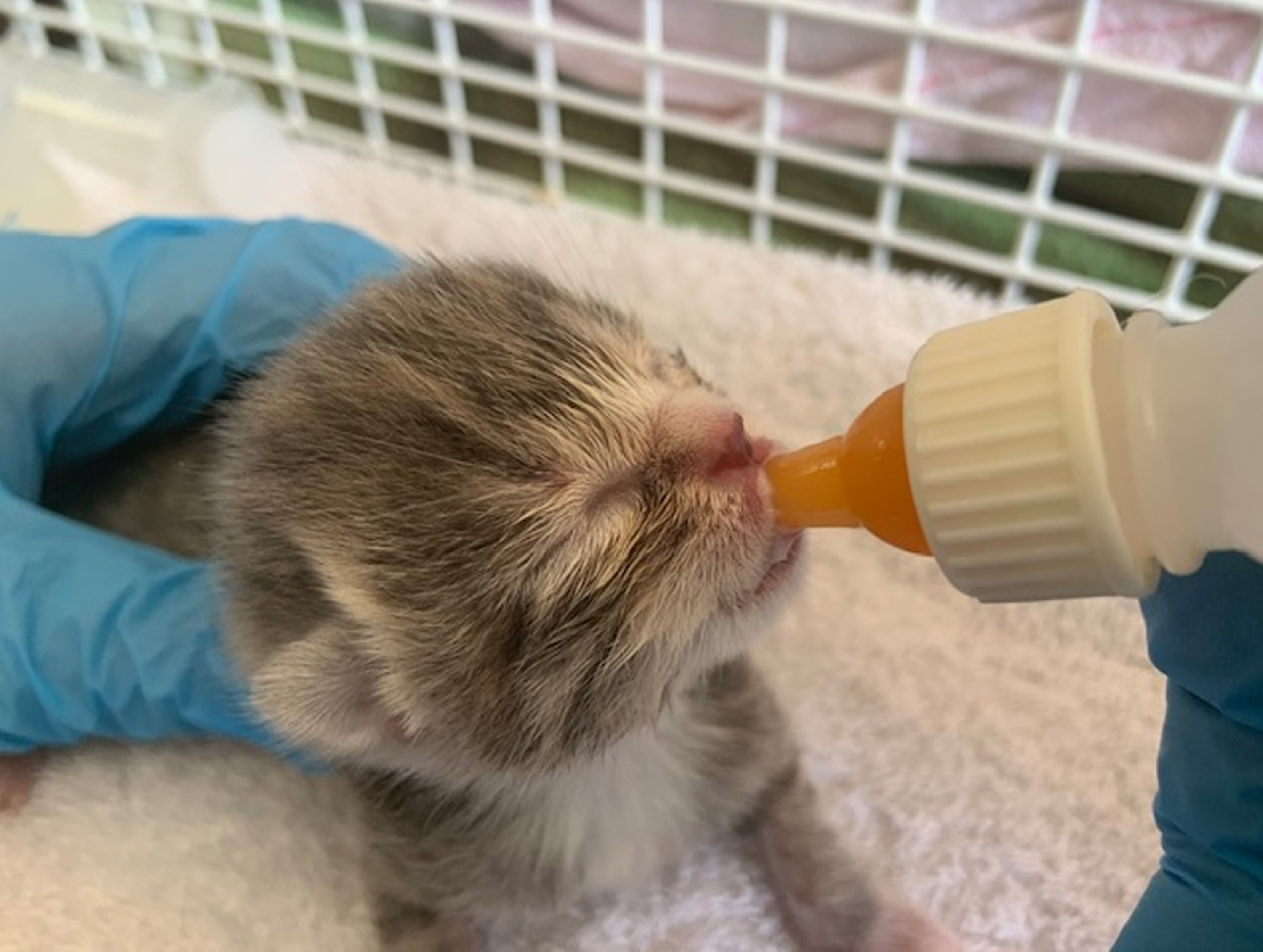 Kitten Nye is bottle fed after being saved from certain death in Cornwall (Cats Protection/PA).