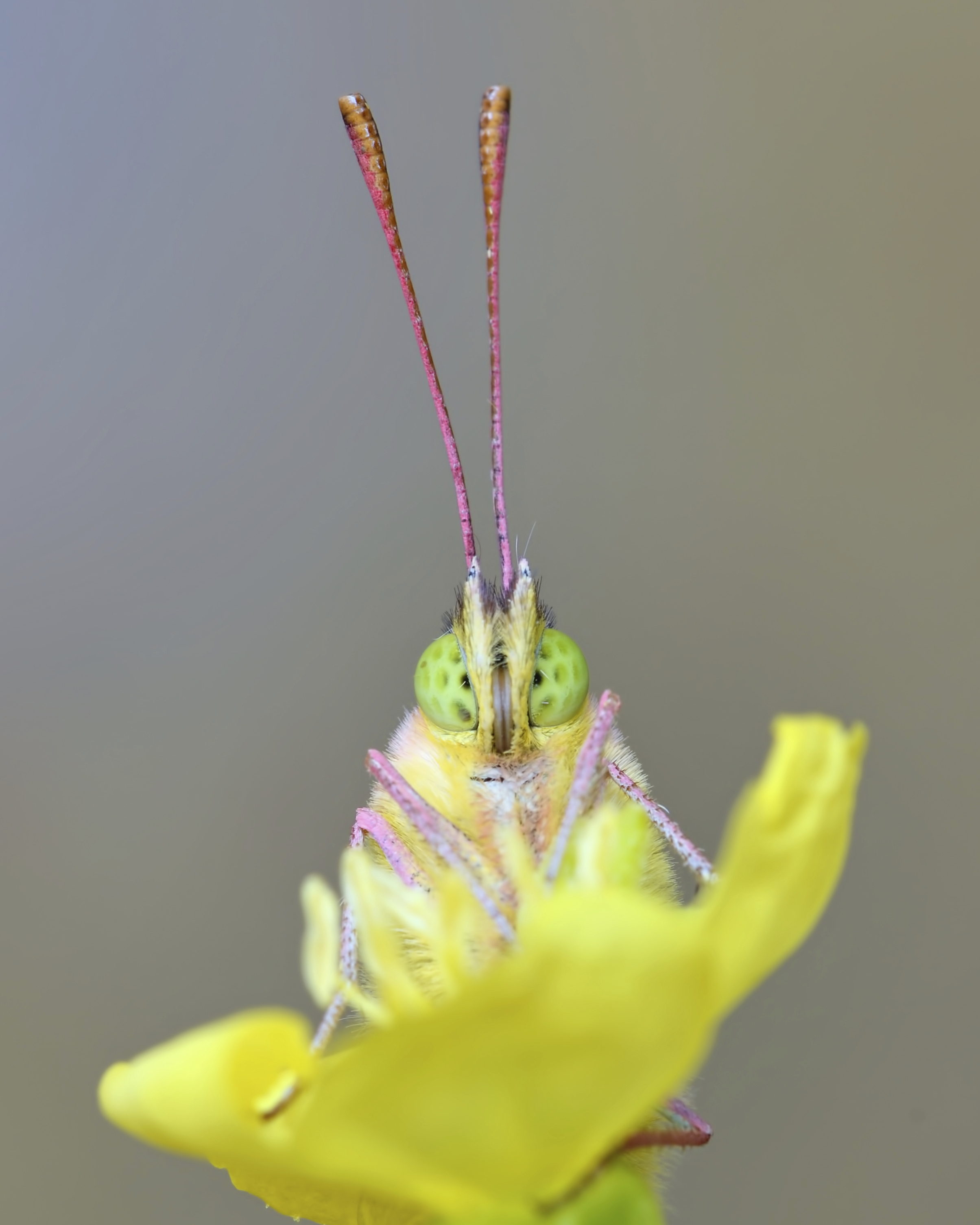 A clouded sulphur butterfly