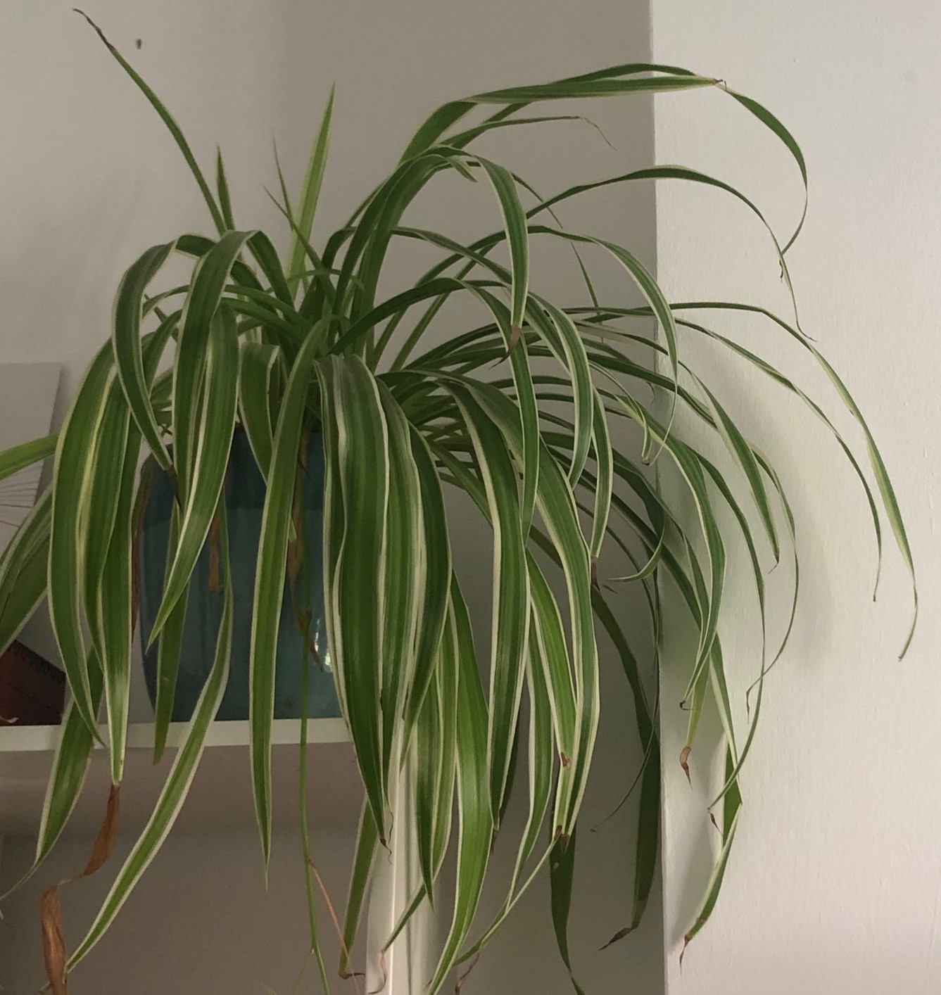 Spider plant