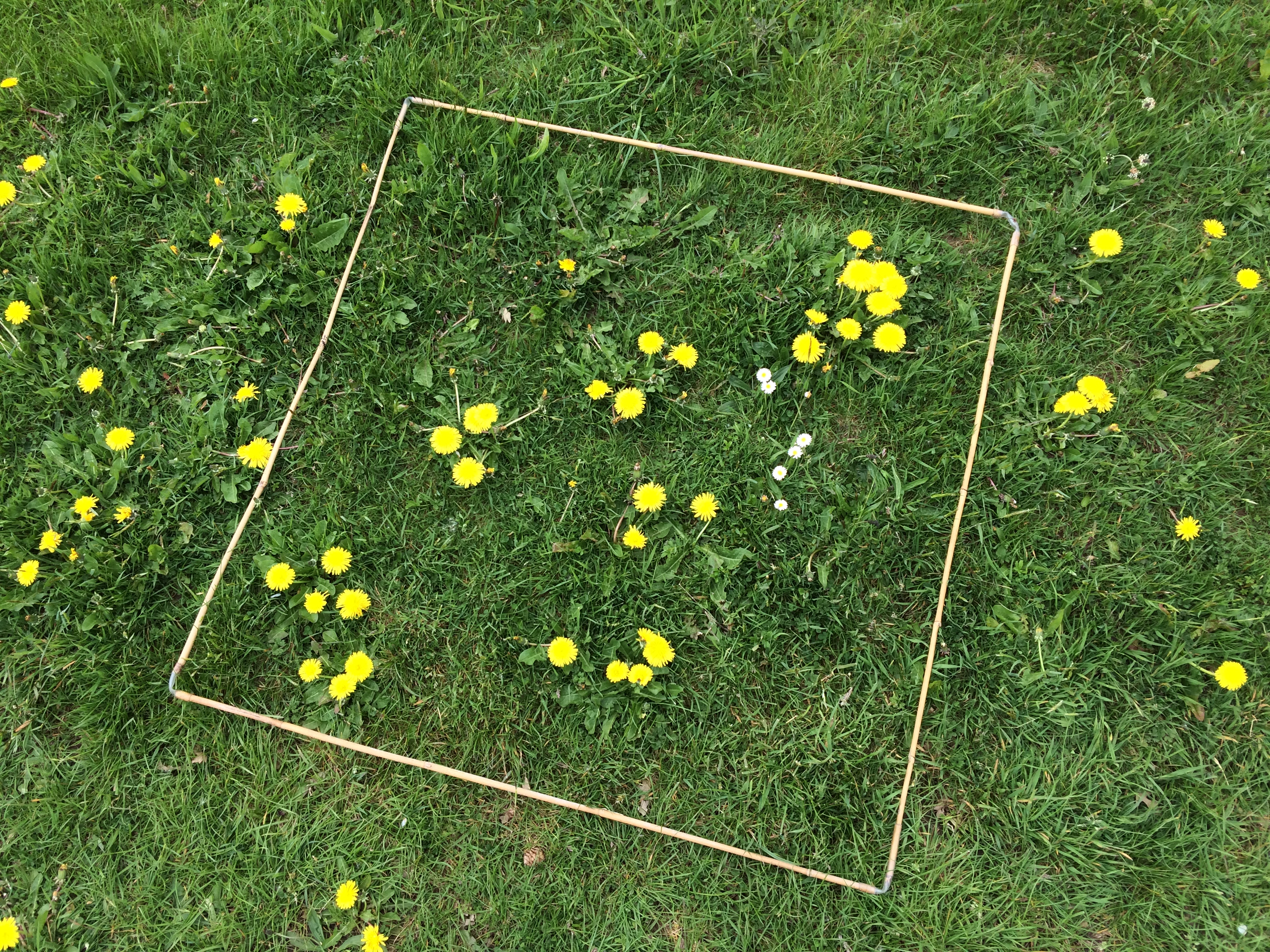 An 'every flower counts' survey quadrat with 31 dandelions and six daisies, which produce enough to support 10 honeybees for a day (Trevor Dines/Plantlife/PA)