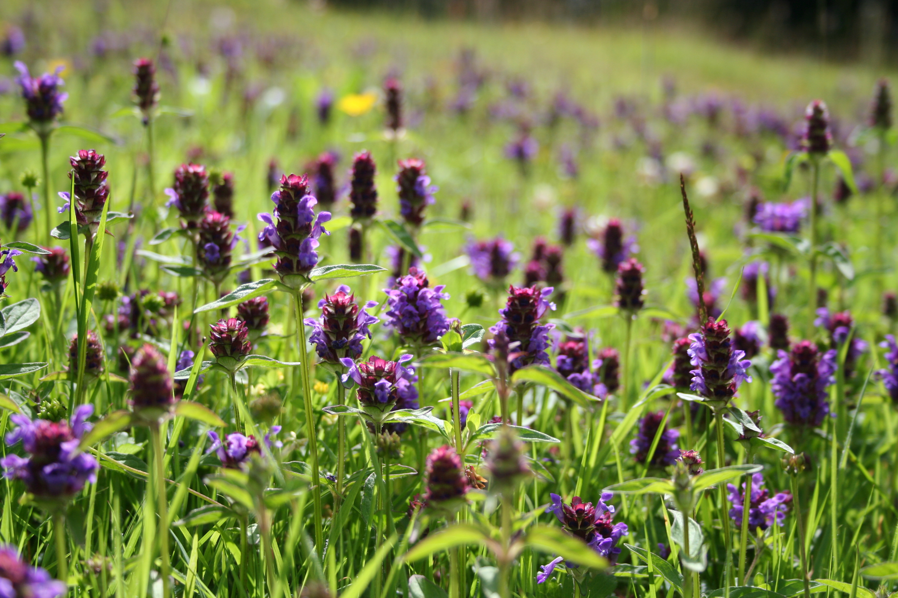 Selfheal in a short grass lawn (Trevor Dines/ Plantlife/PA)