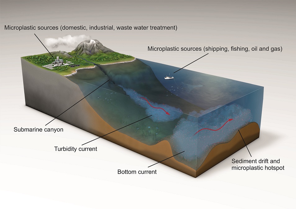 How microplastics are transferred to the seafloor