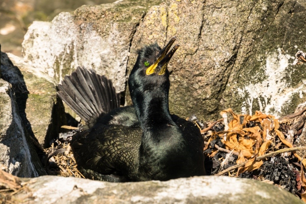 Bird on island