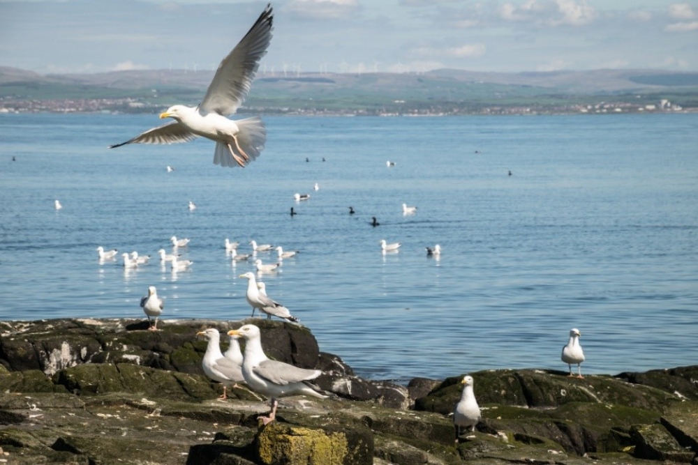 Herring gulls