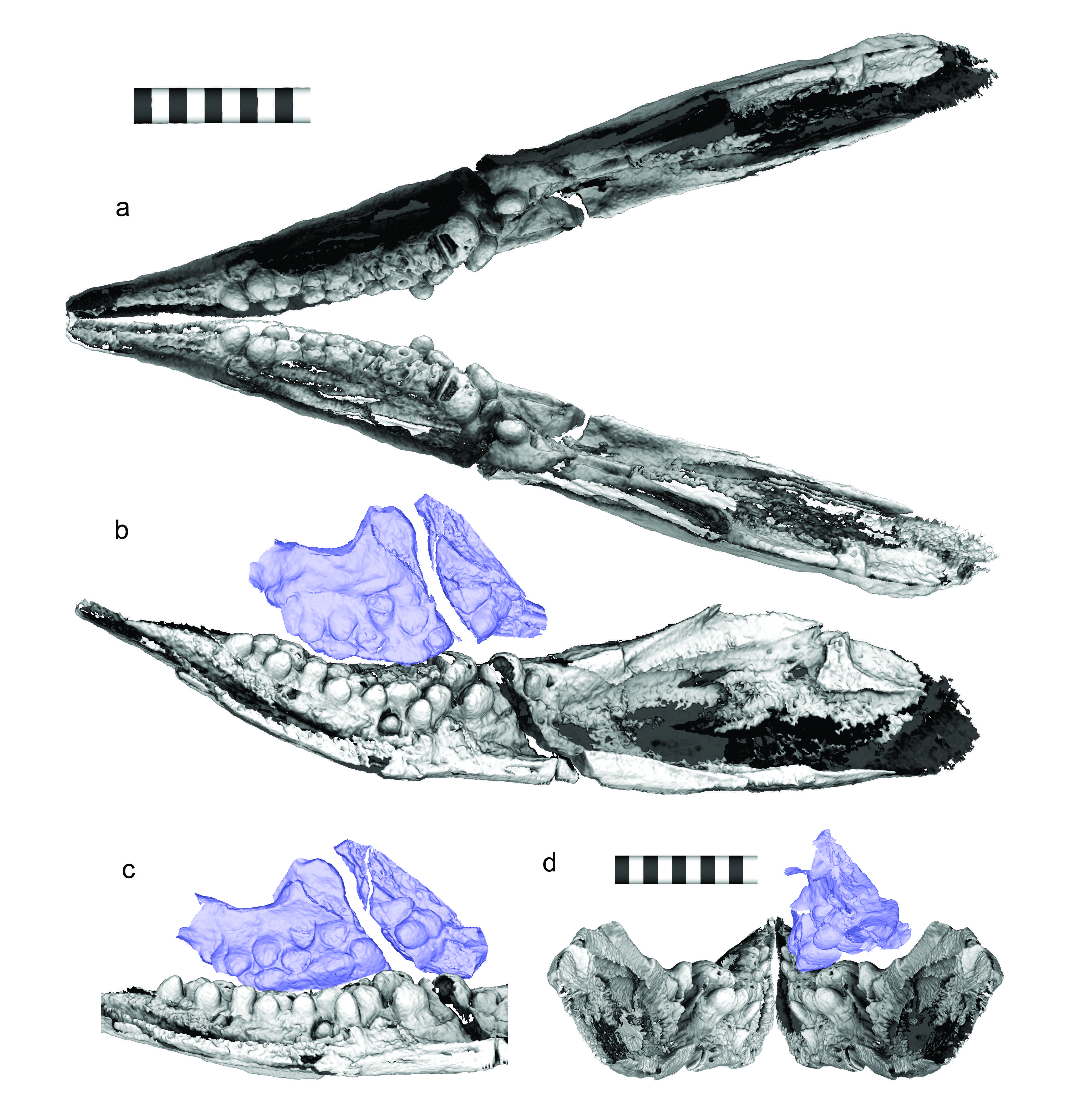 Scans of the Cartorhynchus fossil showed pebble-shaped teeth