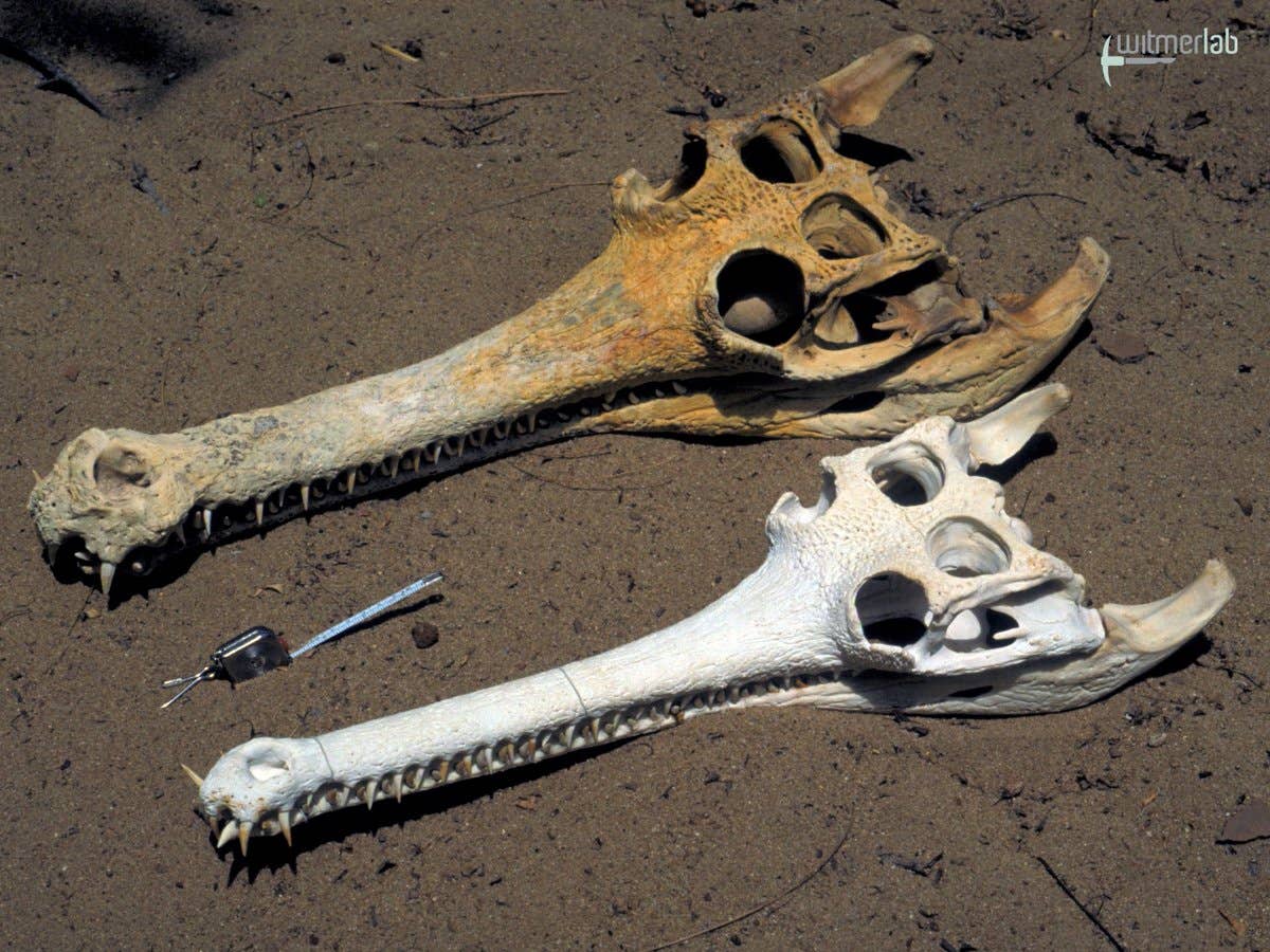 Differences between male and female dinosaurs ‘hard to spot in bone